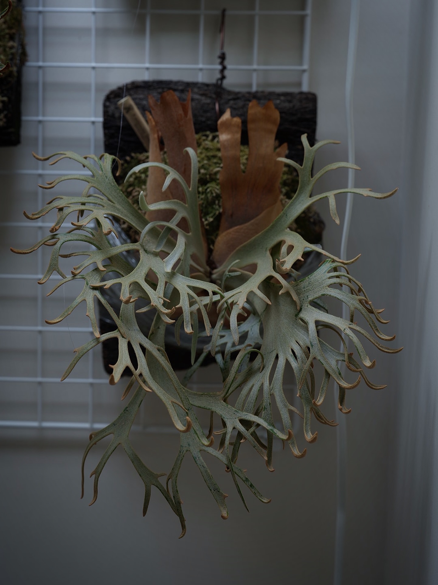 P.willinckii ‘Jenny’