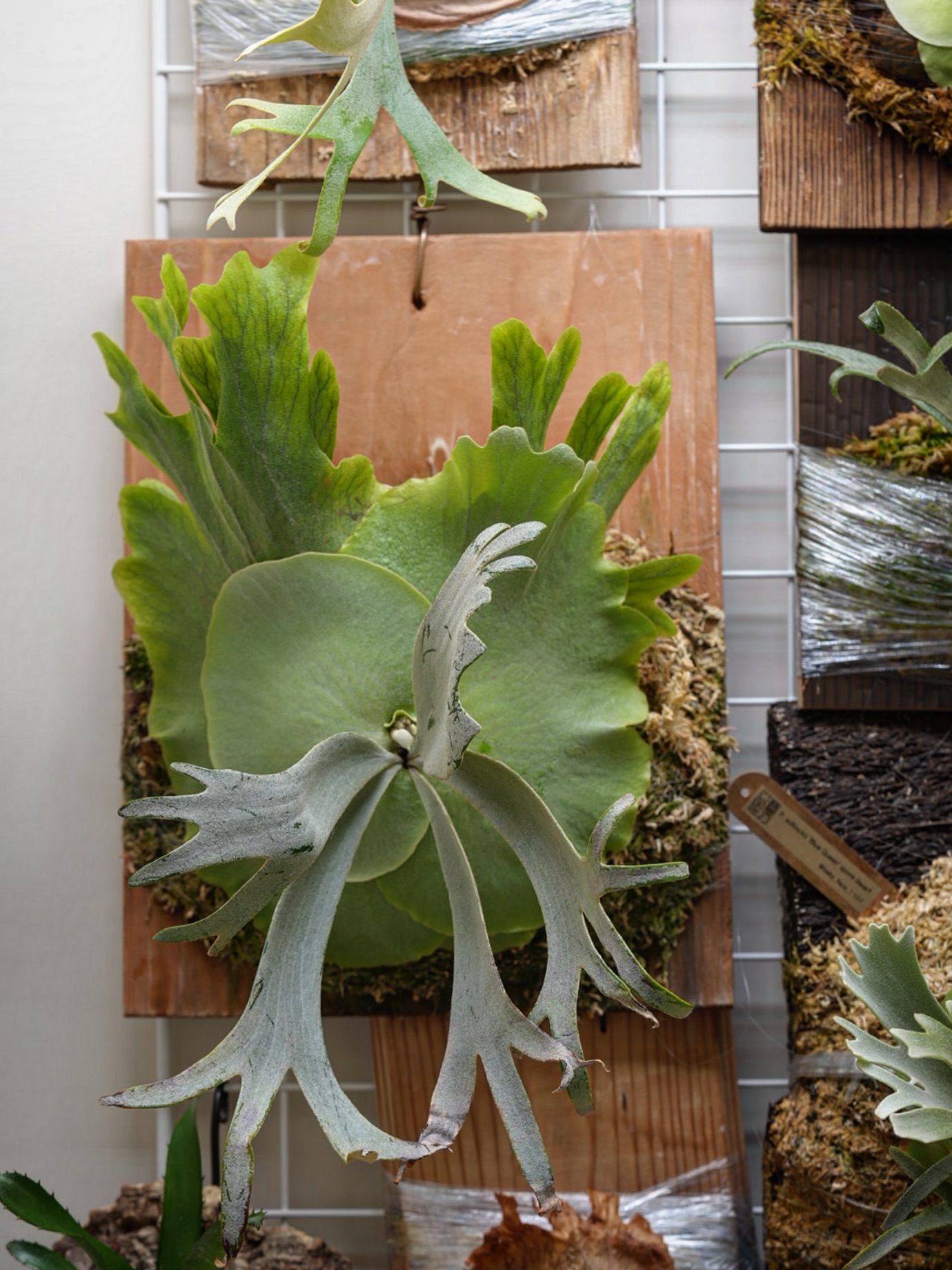 P.willinckii nadare from @190cm_botanical こいつは貯水葉デ