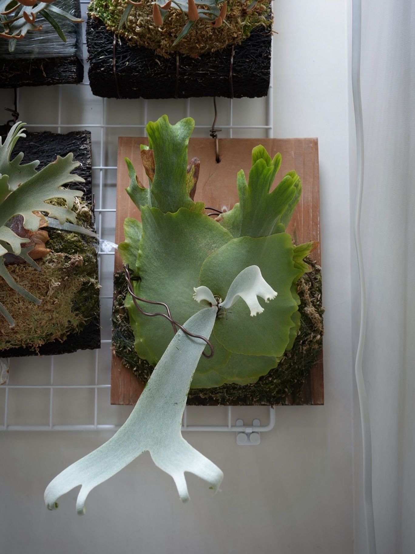 P.willinckii nadare from @190cm_botanical 以前の葉はハダニ