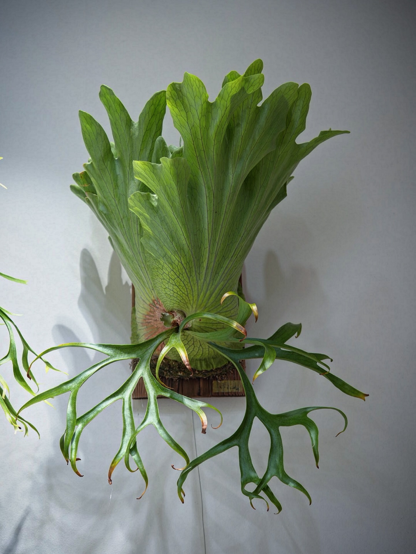 P.coronarium from @katsu_hibino ワリチー「転生したらコロナリウムだっ