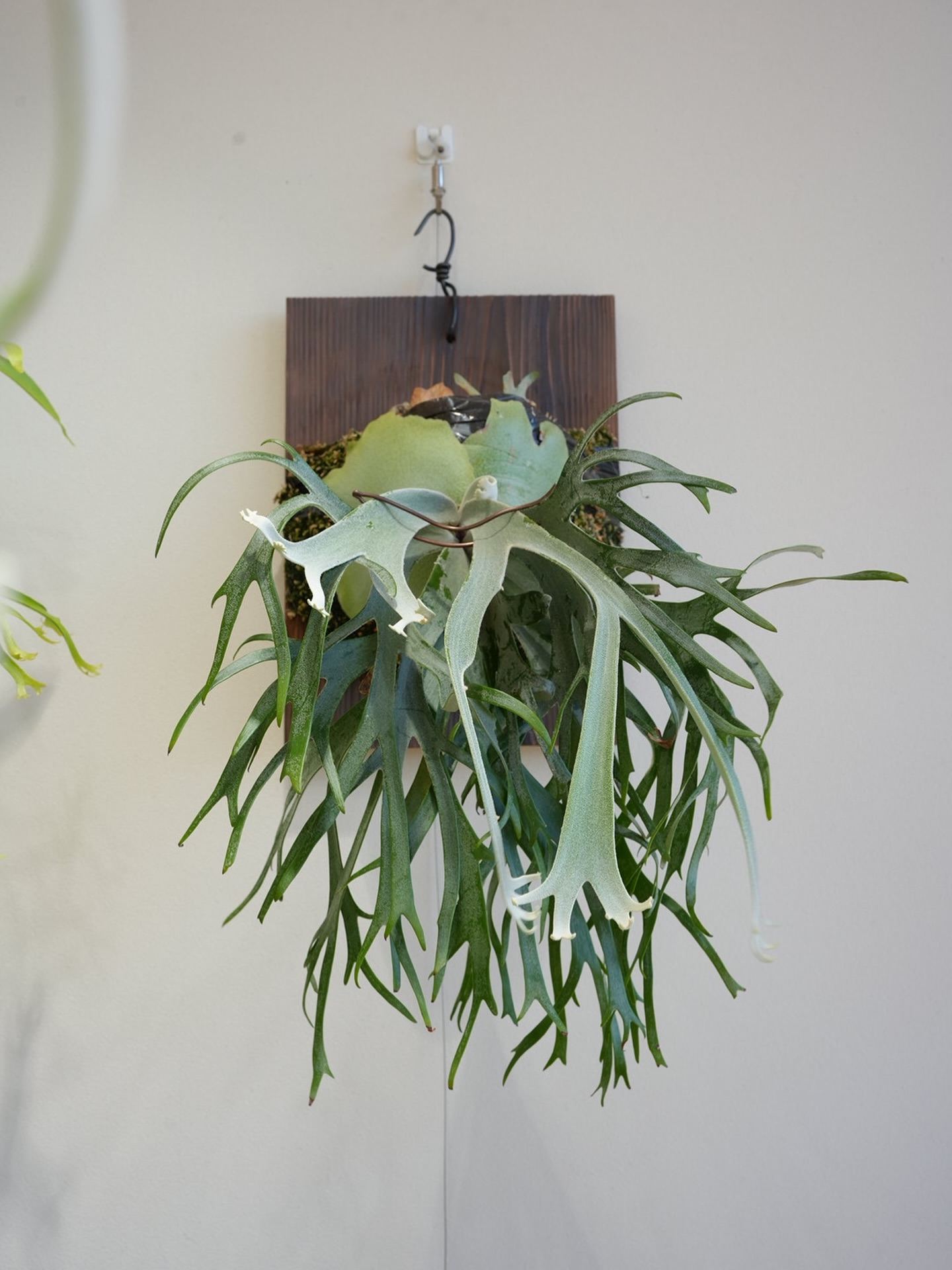 P.willinckii Polaris from @ponpowan 写真では伝わらないけどいい胞