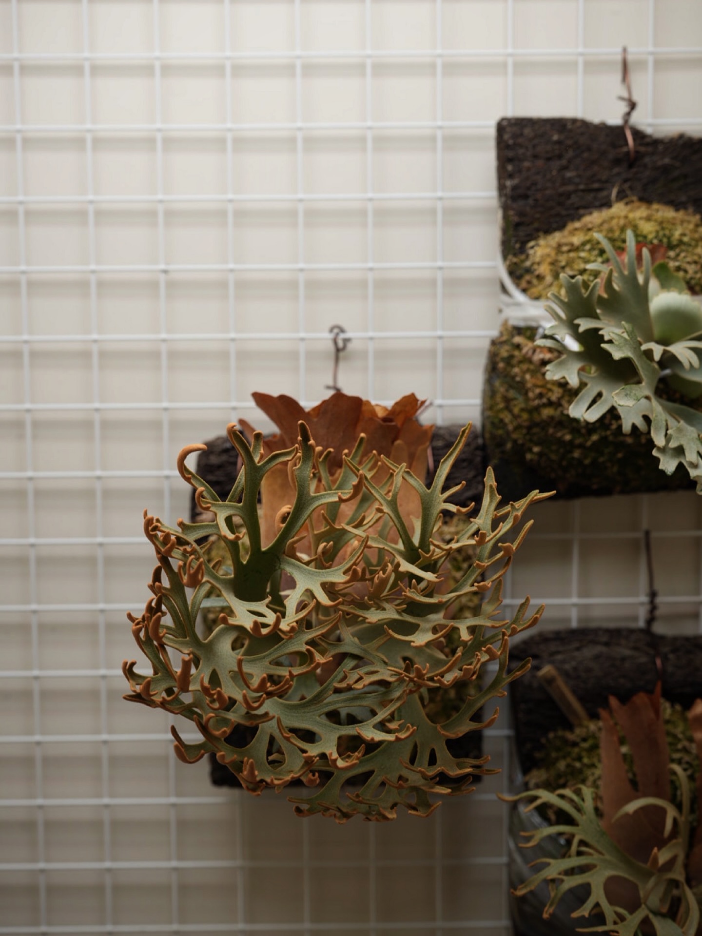 P. willinckii OMG