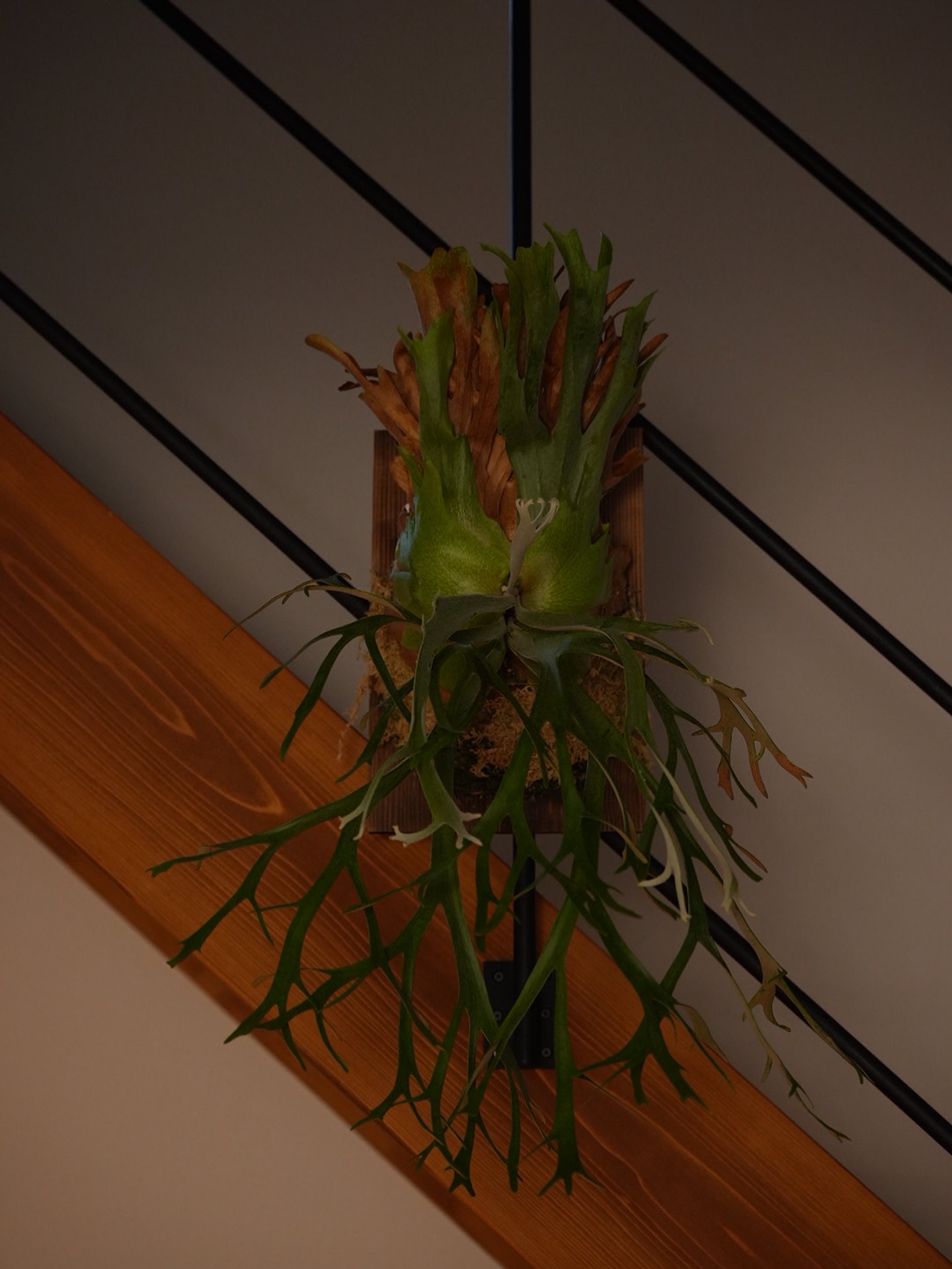 P.willinckii 伊弉諾