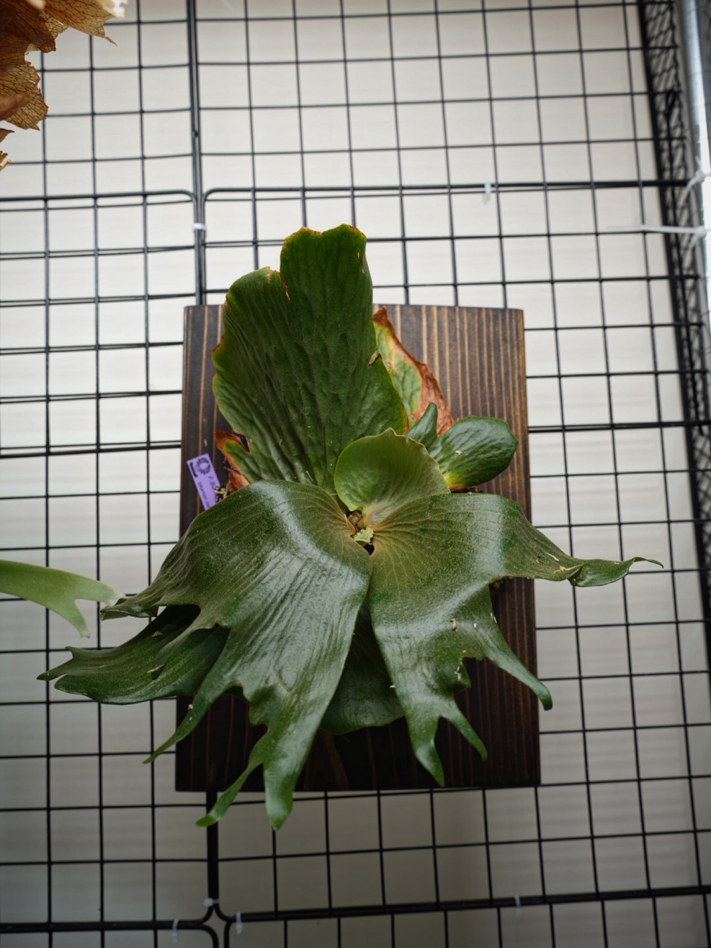 P.Budsaba