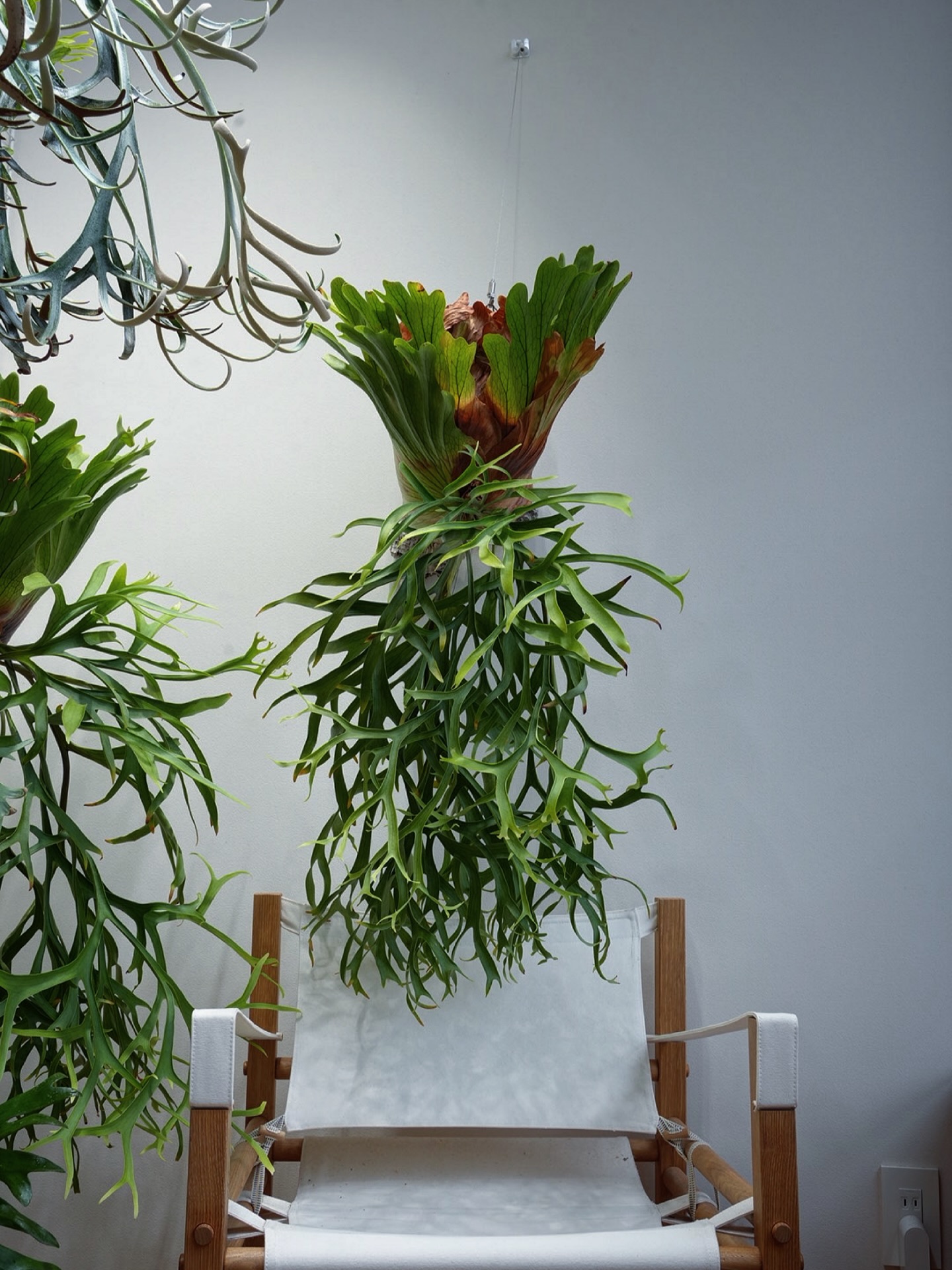 P.coronarium waiwai from @vandaka_plants 実はそんなに大きく