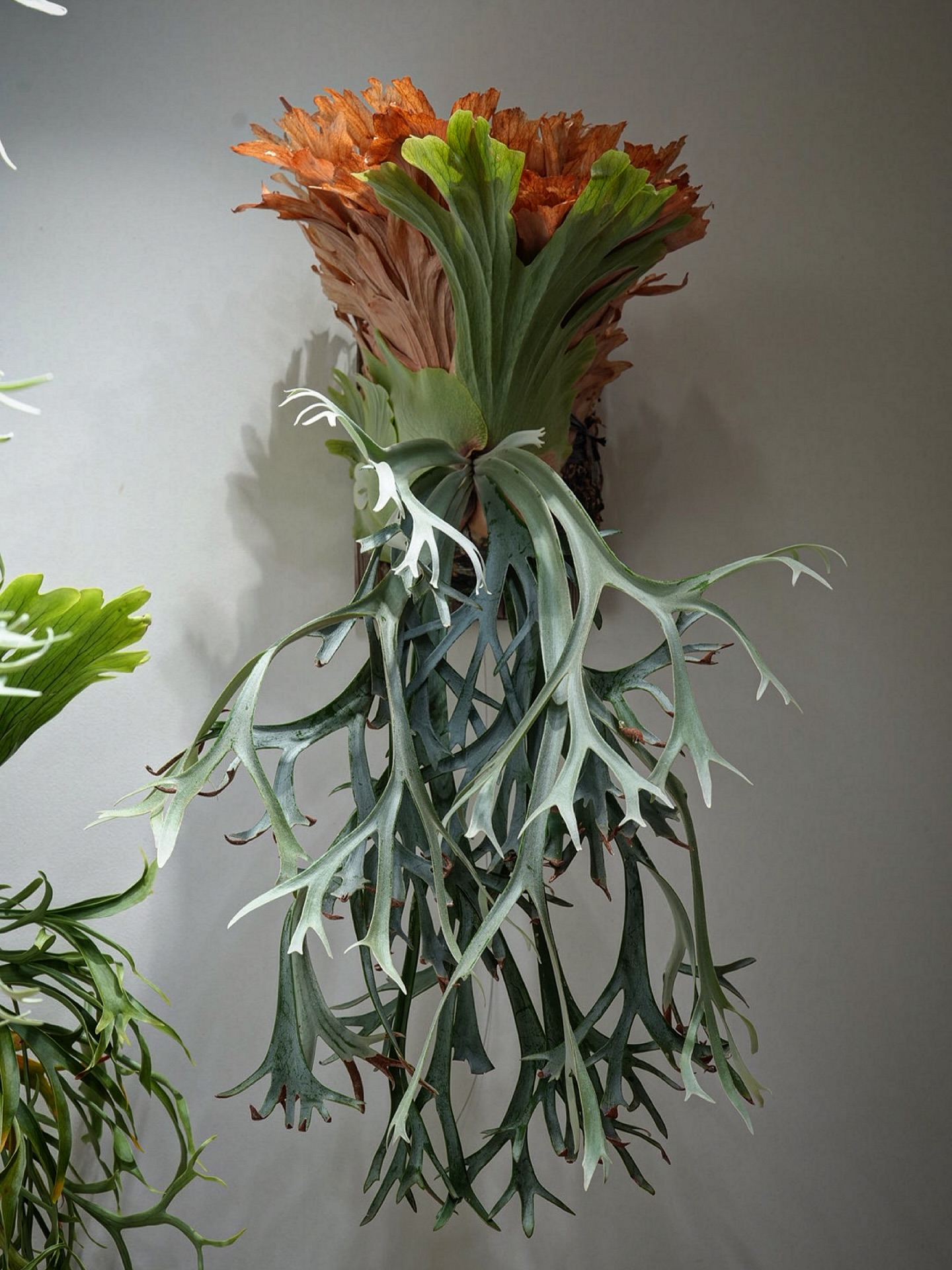 P. willinckii ’smurf’