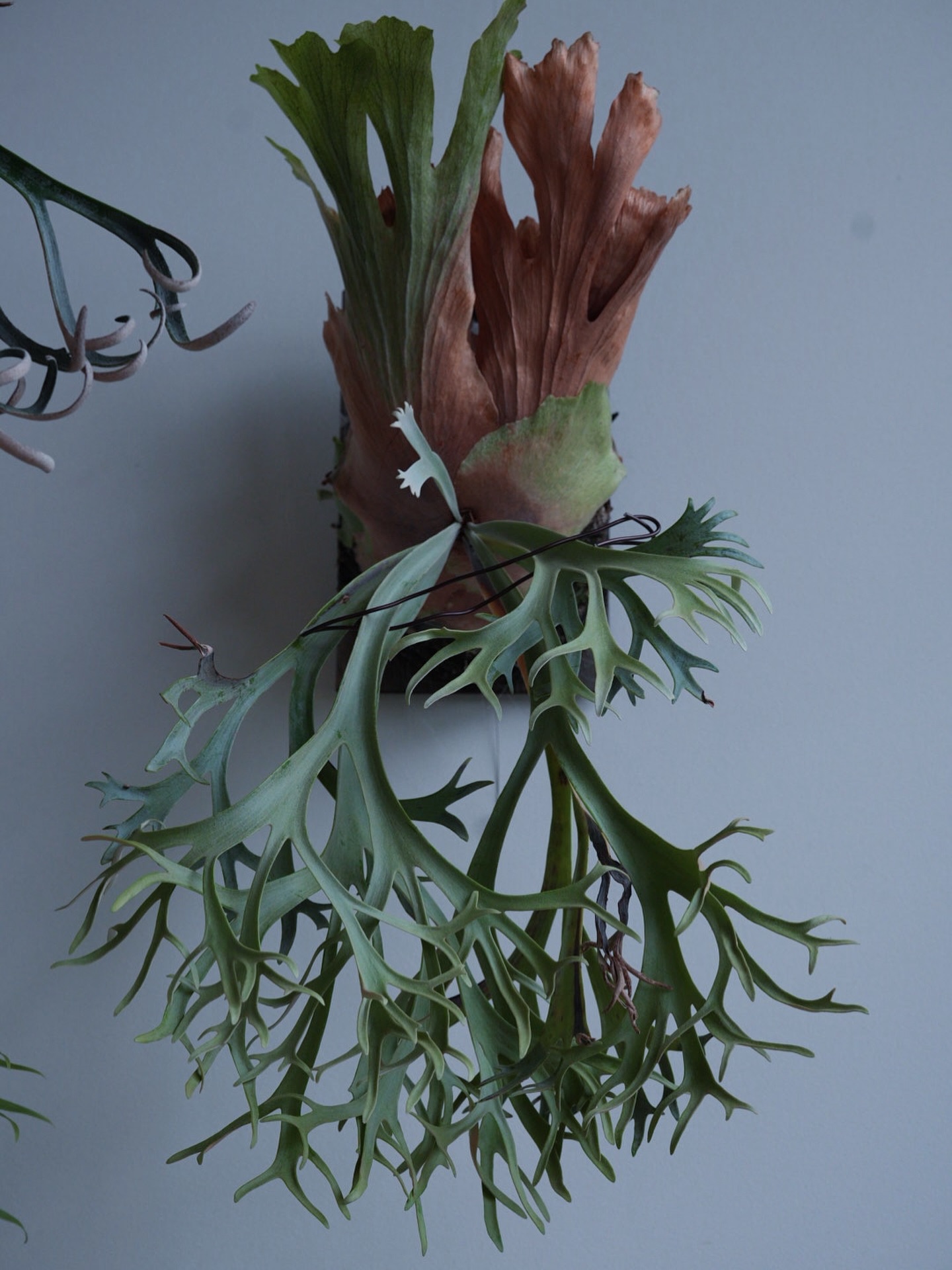 P.willinckii blue queen