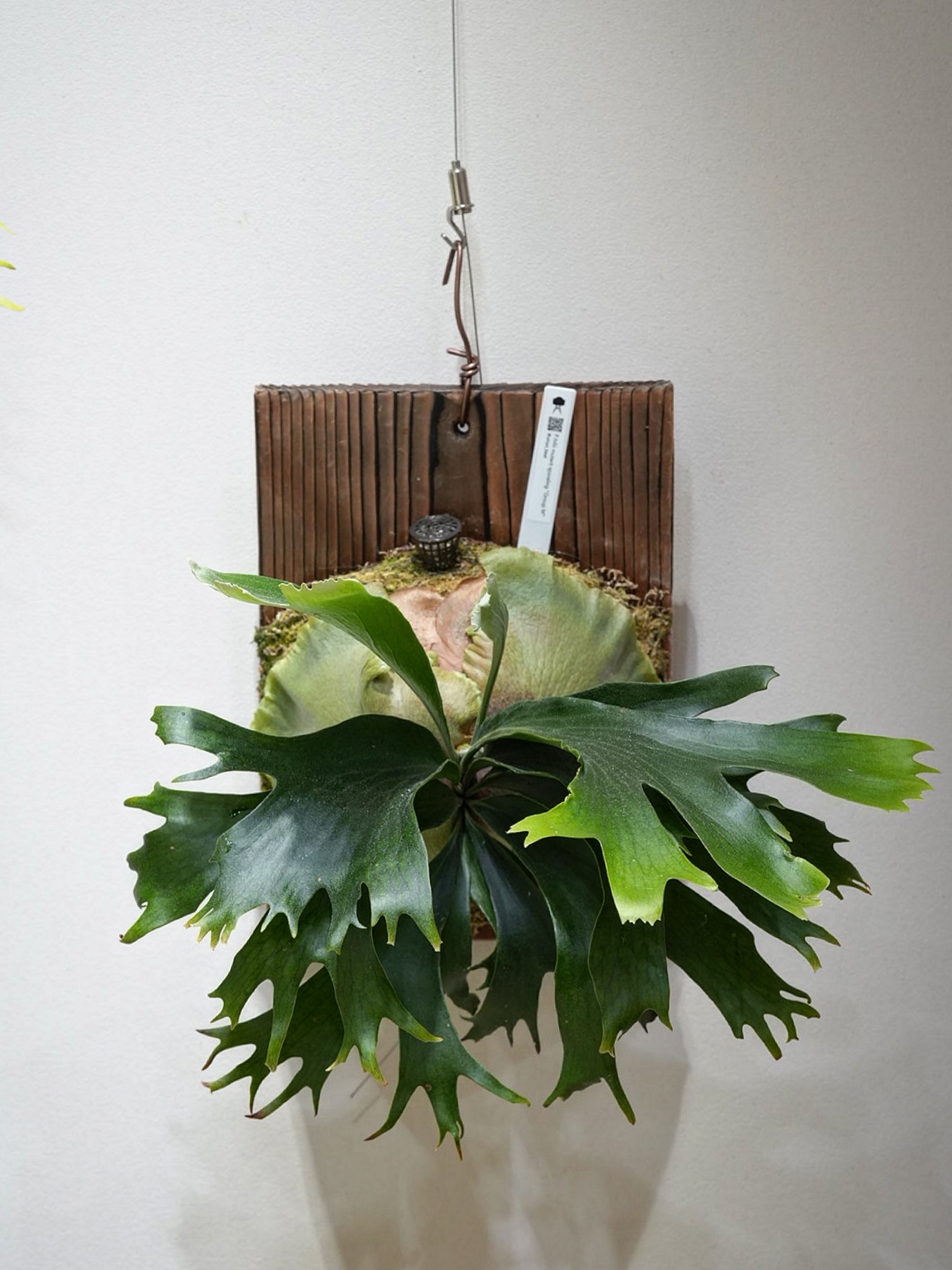 P.hillii mutant sporeling “Group M” From @ukiyo_be