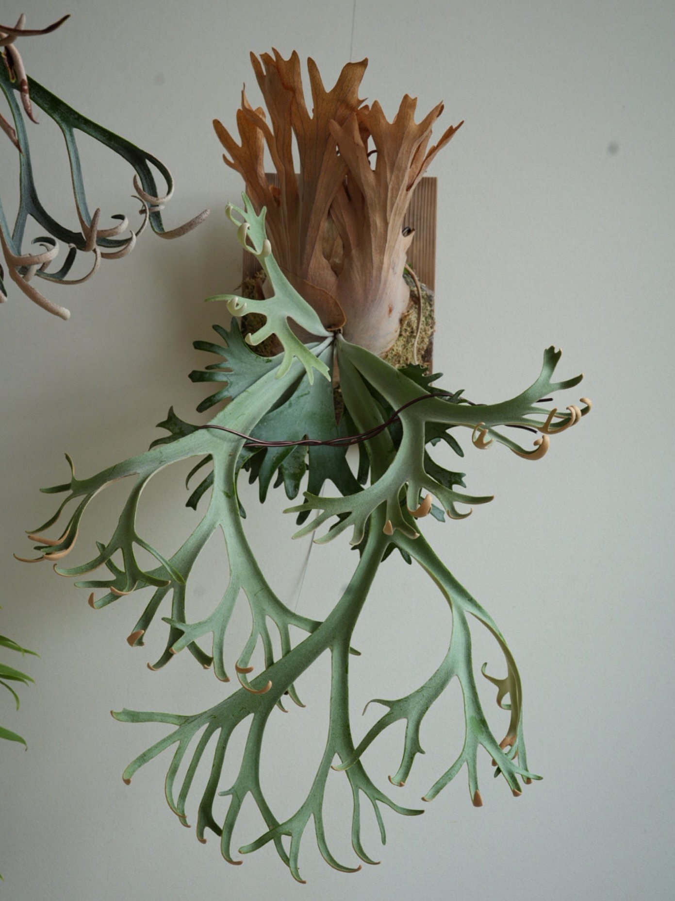 P.willinckii anne from @tmk_plants もう少し