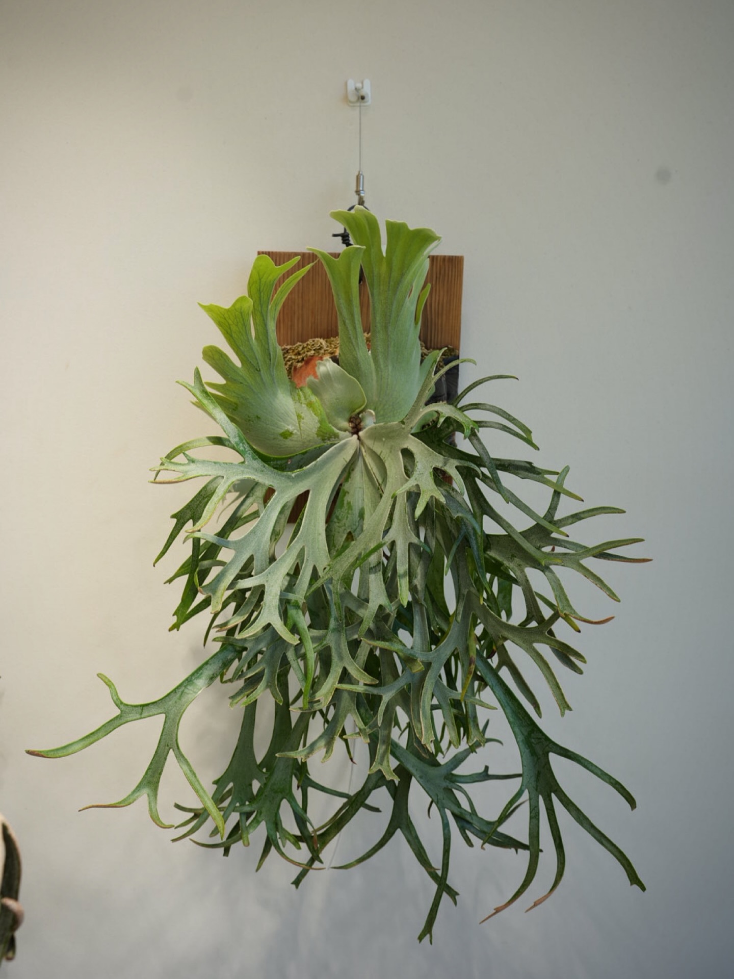 P.willinckii Polaris