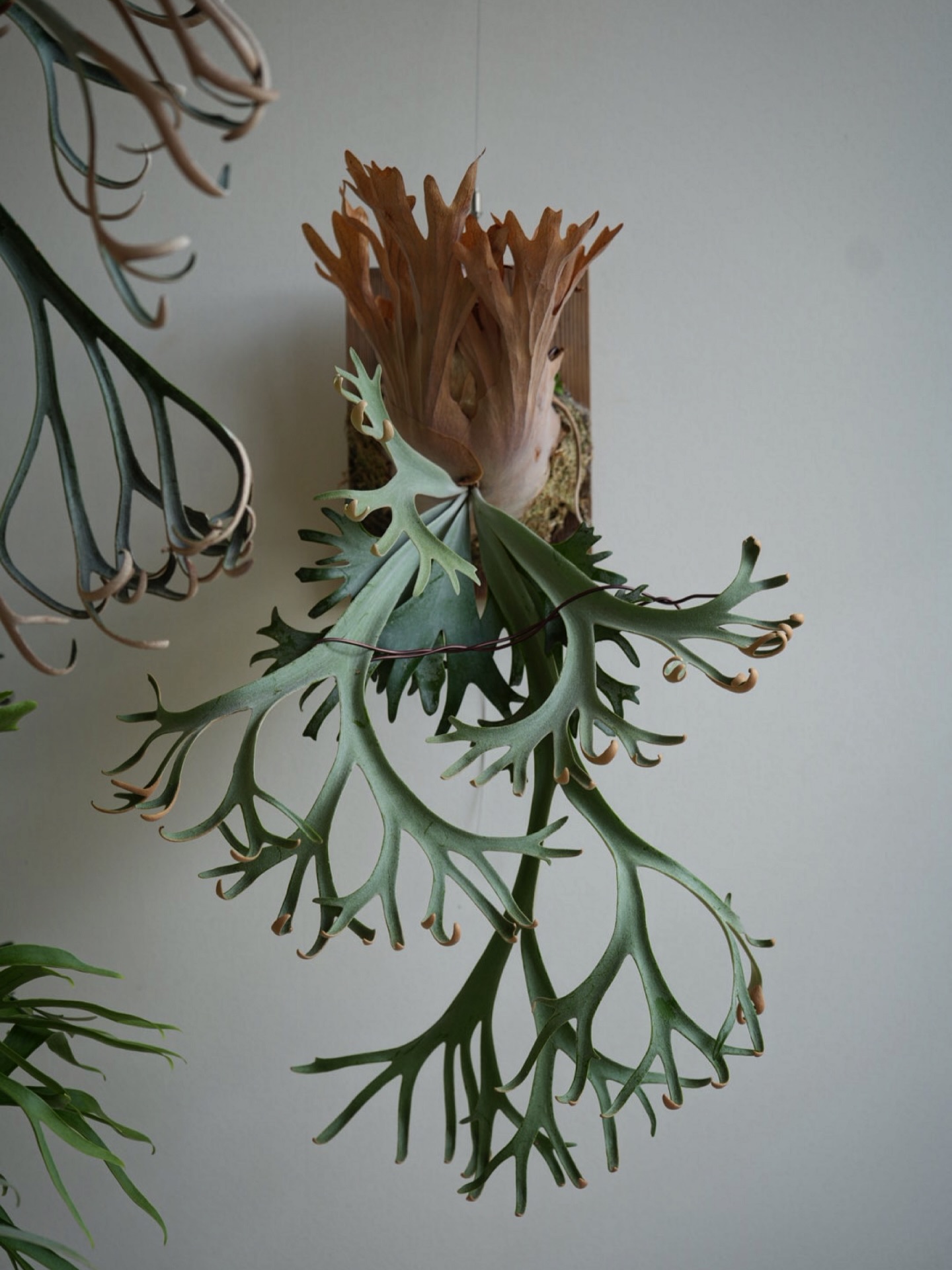 P.willinckii anne
