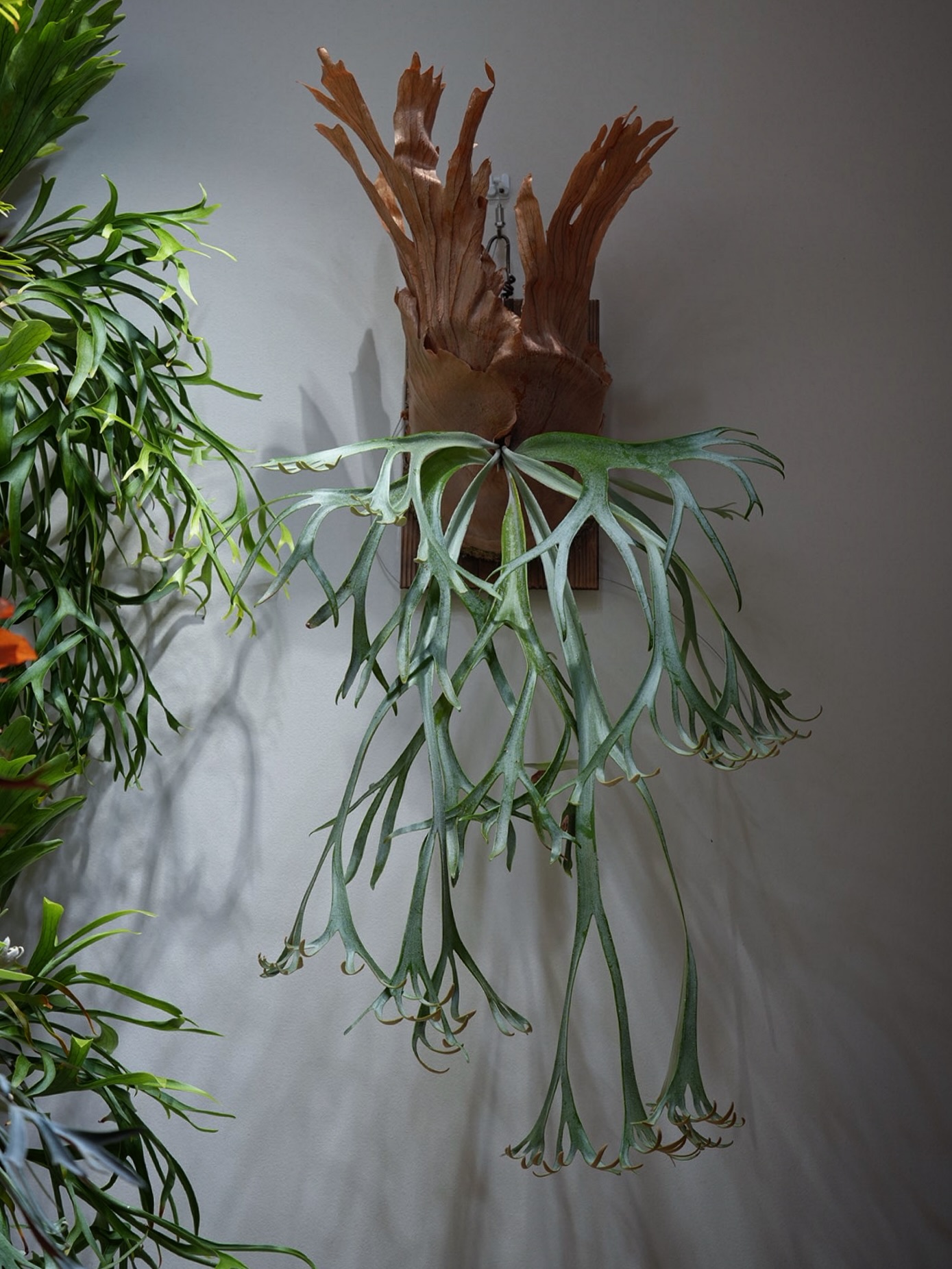 P.willinckii scissor hands