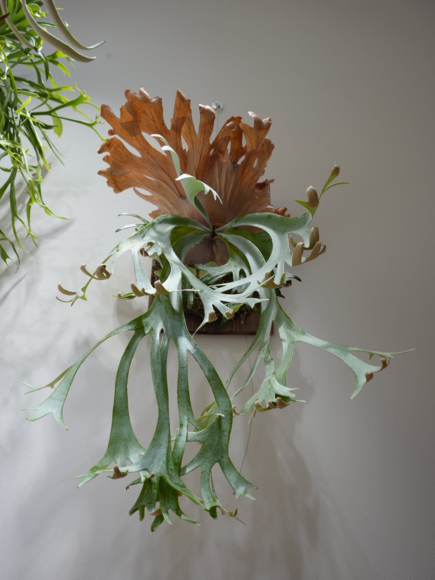 P.willinckii gabriel