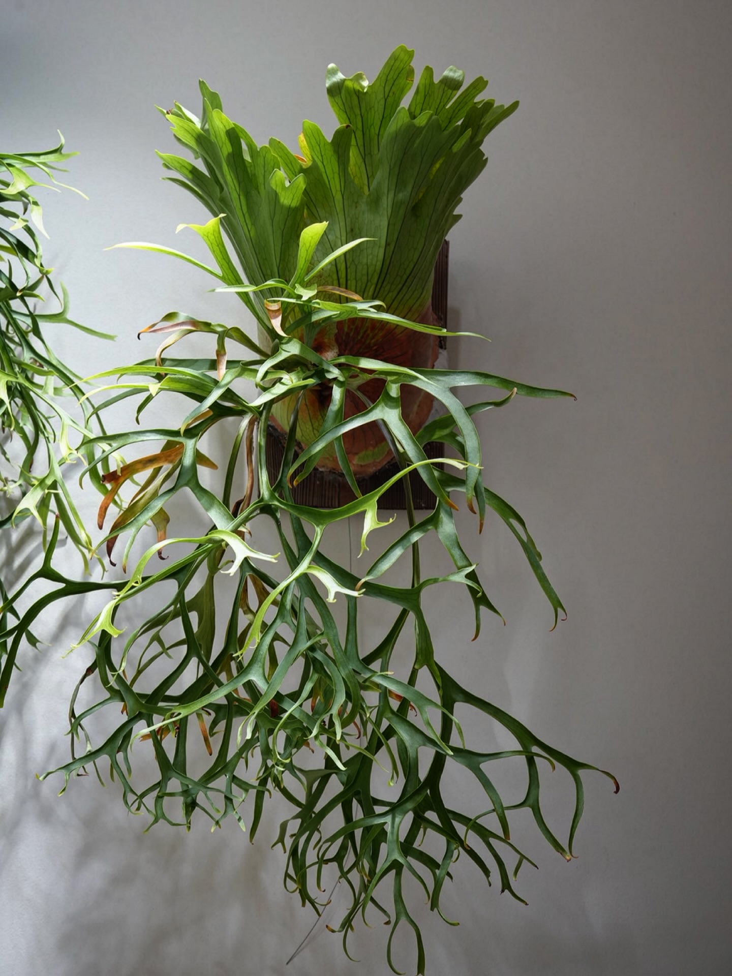 P.coronarium from @katsu_hibino ええビカク