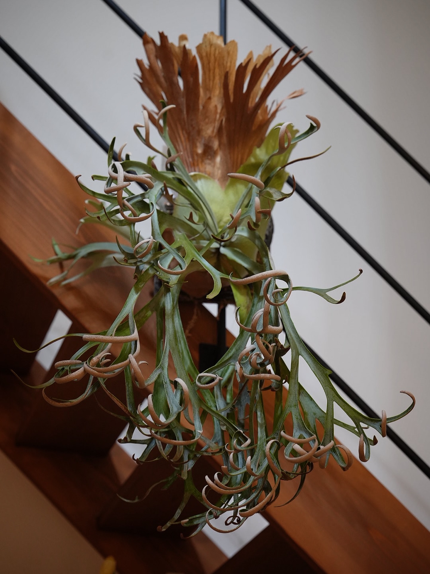 P.willinckii moonlight#vp