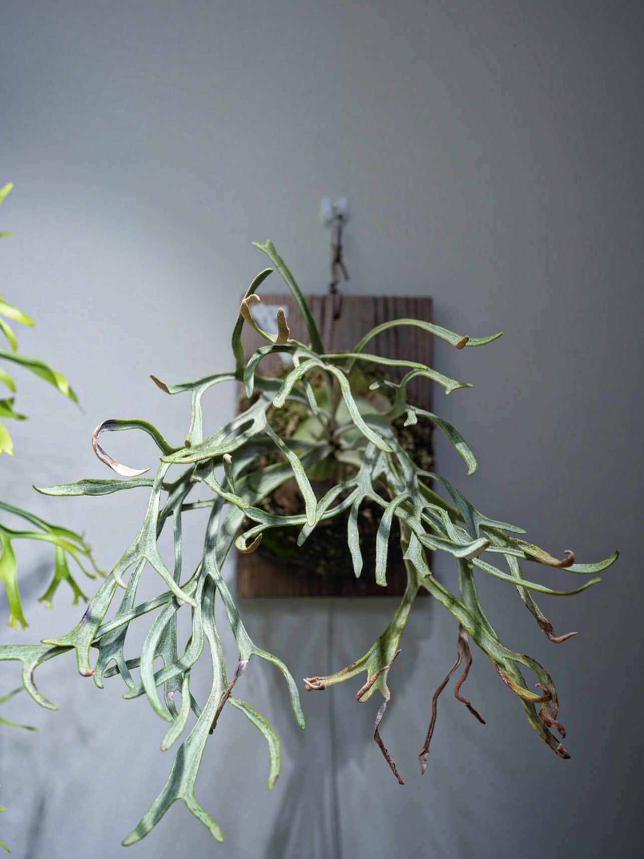 P.Phenomenal from @katsu_hibino いいね