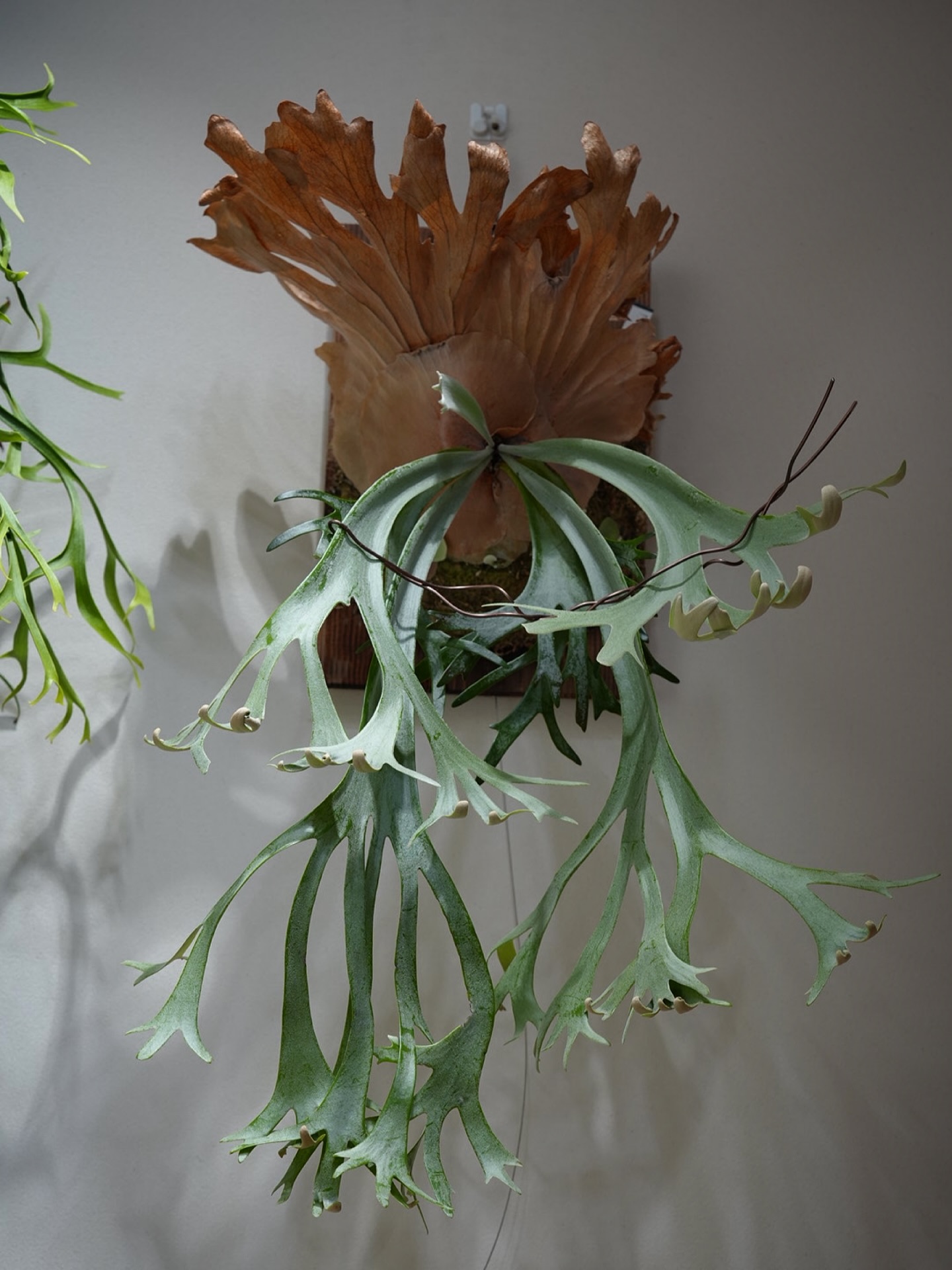 P.willinckii gabriel from @iggy421 ちょっとトレンドを意識して仕立