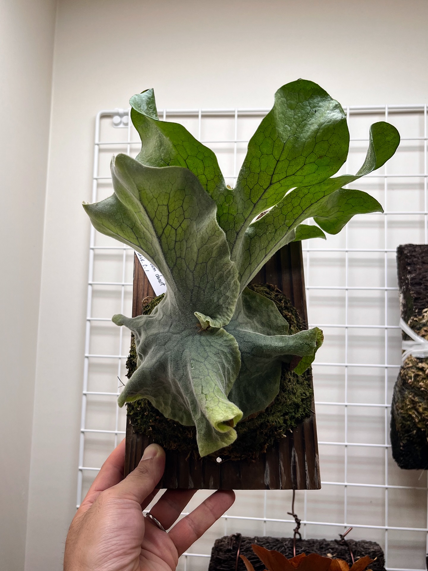 P.superbum dwarf sporeling 私はビカクマニアじゃないのでよくわかりませんが