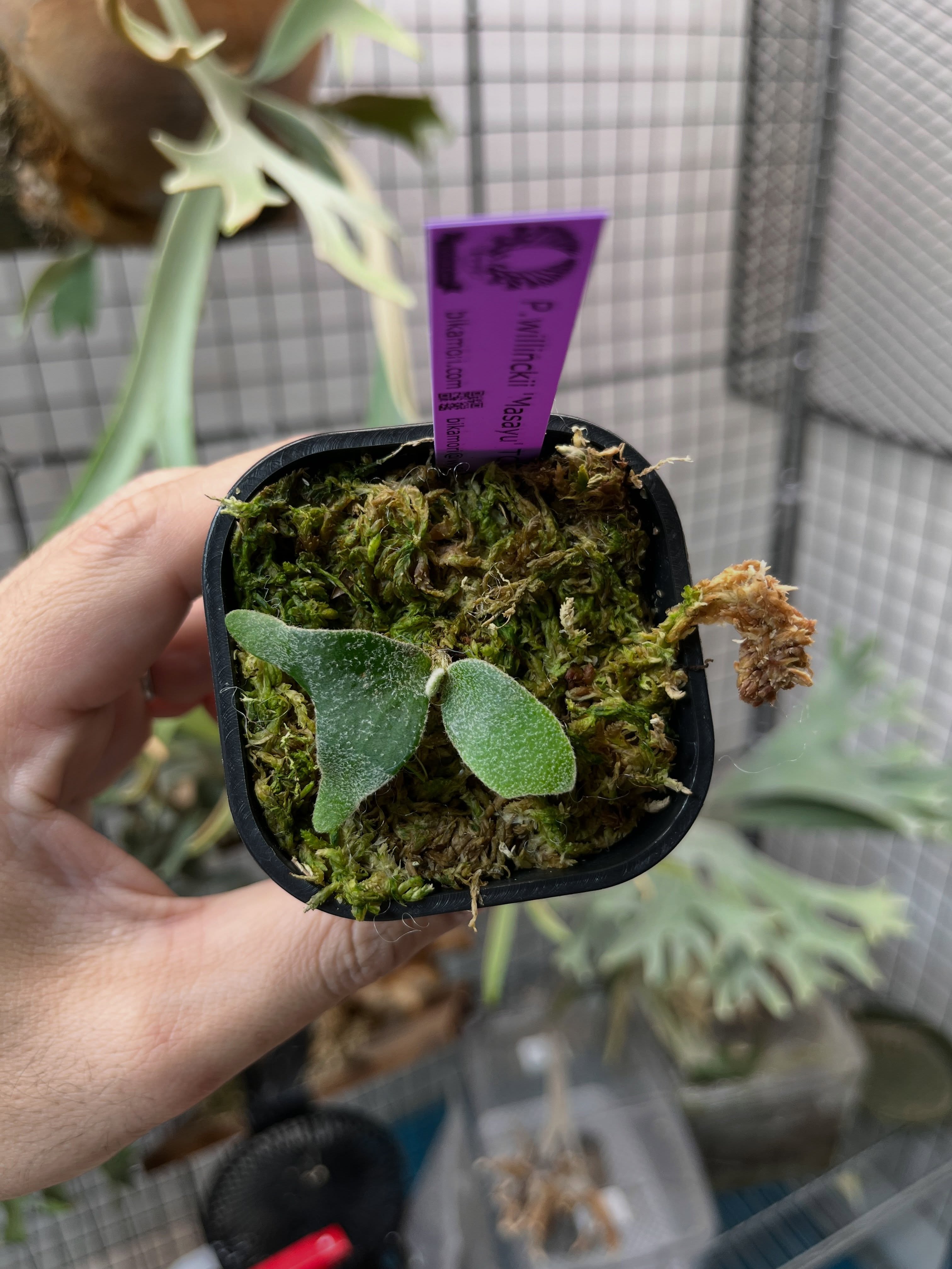 P.willinckii Masayu TC
