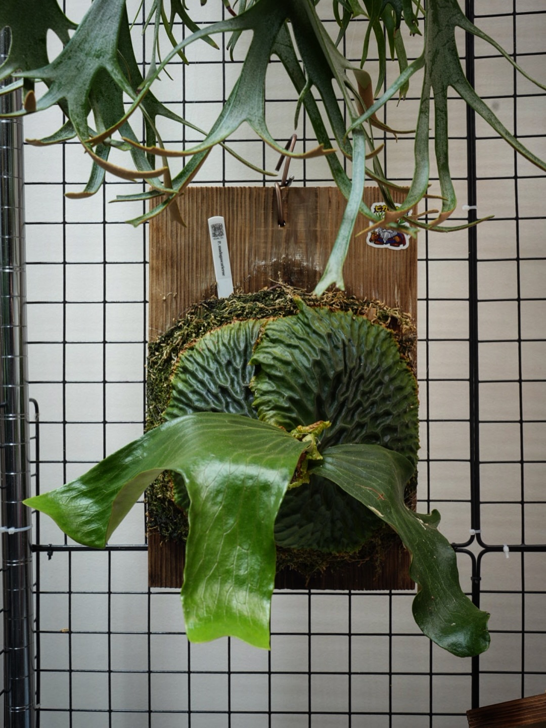 P. madagascariense