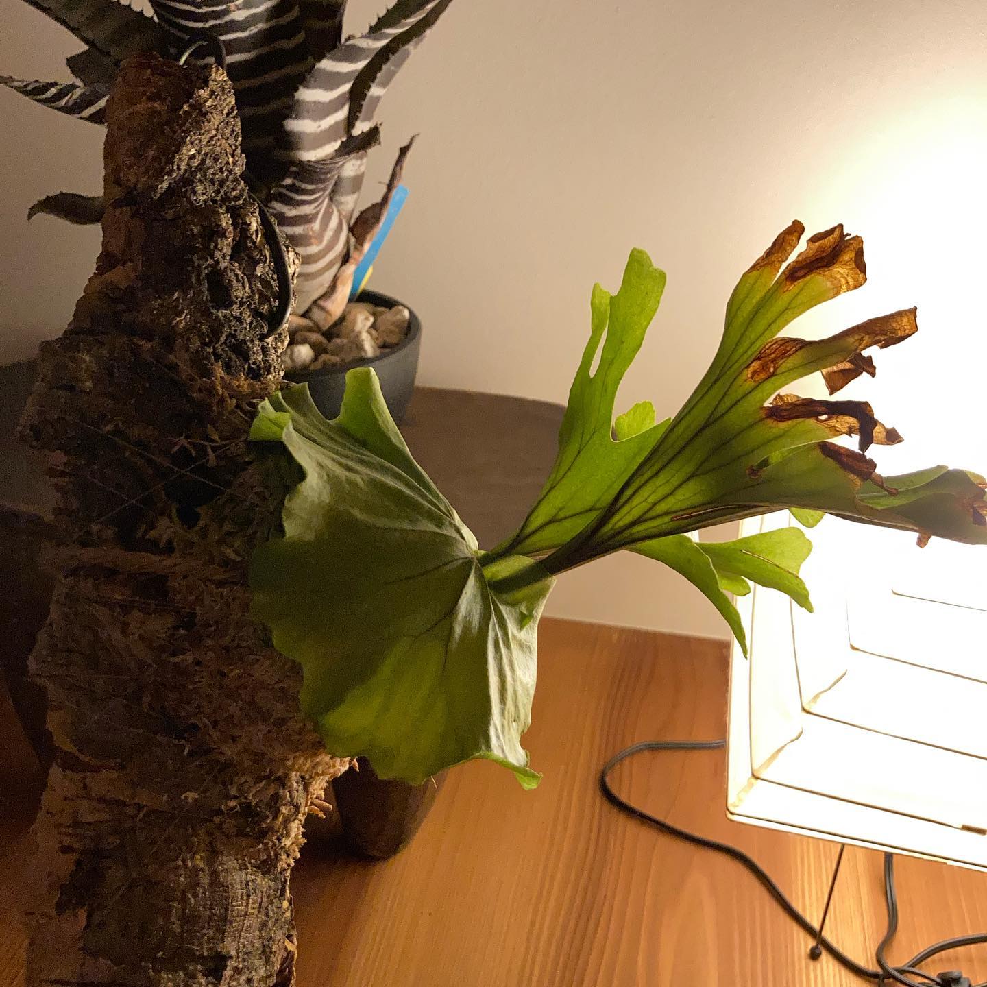 リドレイ2株目 モンキーキングという品種らしいです。ドンキーコングではないです。 個性的な胞子葉にな