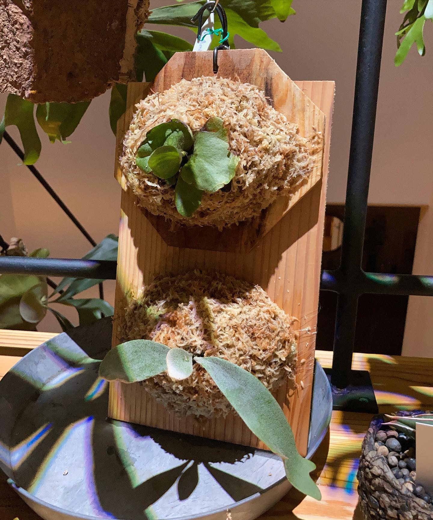 板付けしてみました。 上がスコフィールドタツタで下がセルソタツタです。 何か変なところあれば教えてく