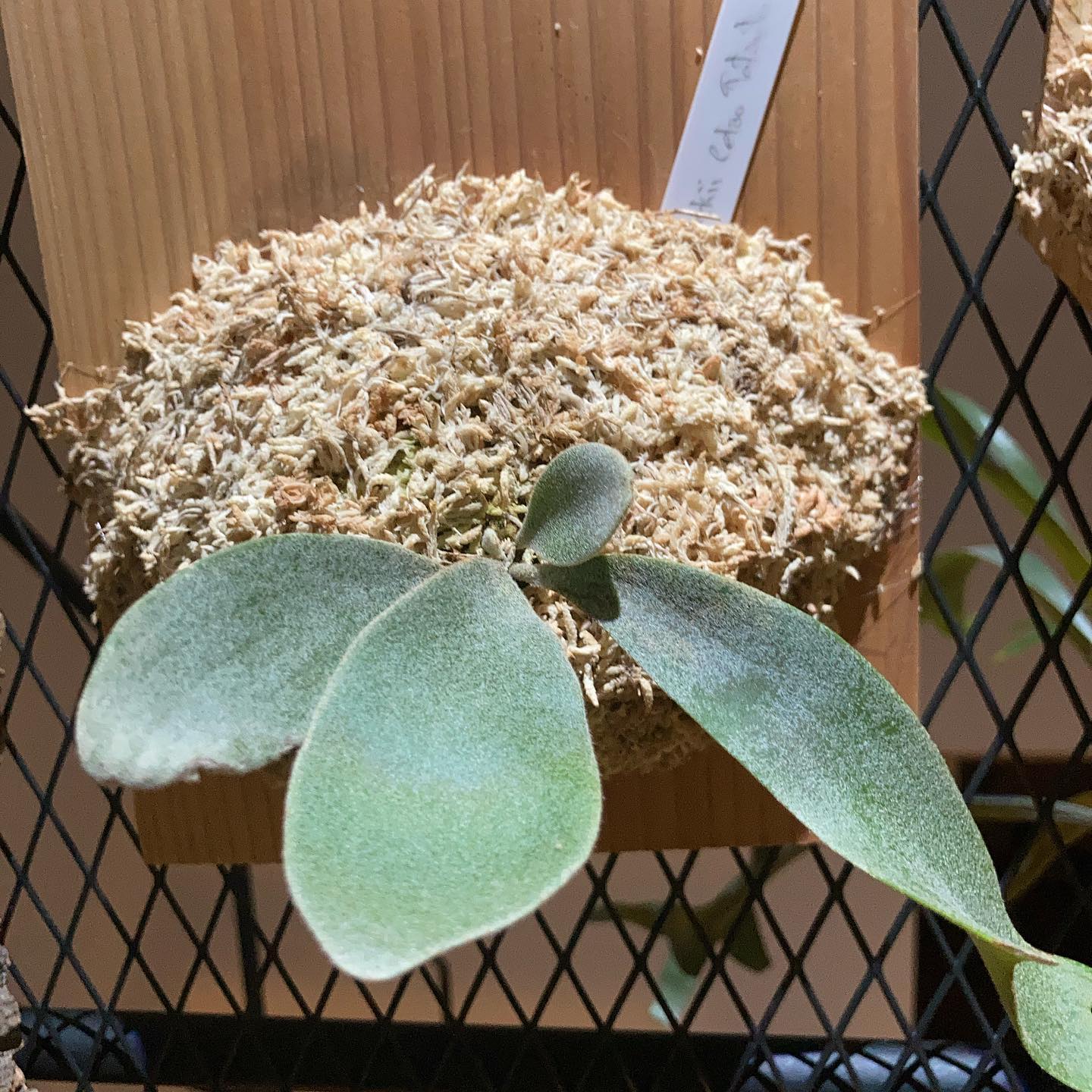 我が家のセルソさん。 うちに来て2週間程度ですが、結構大きくなりました。 葉っぱがキラキラ綺麗です。