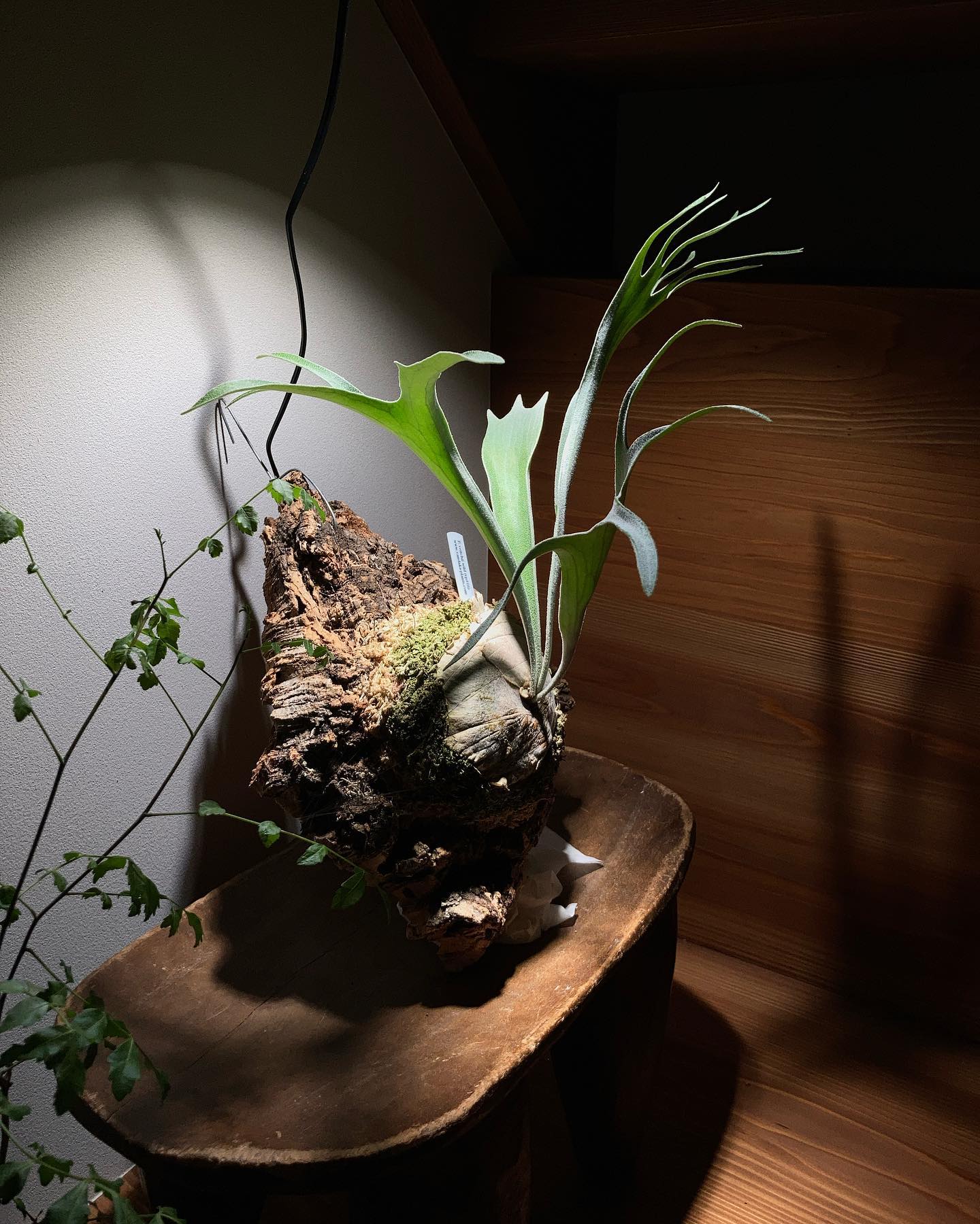 楽しみで仕方がない株です。 from @vandaka_plants