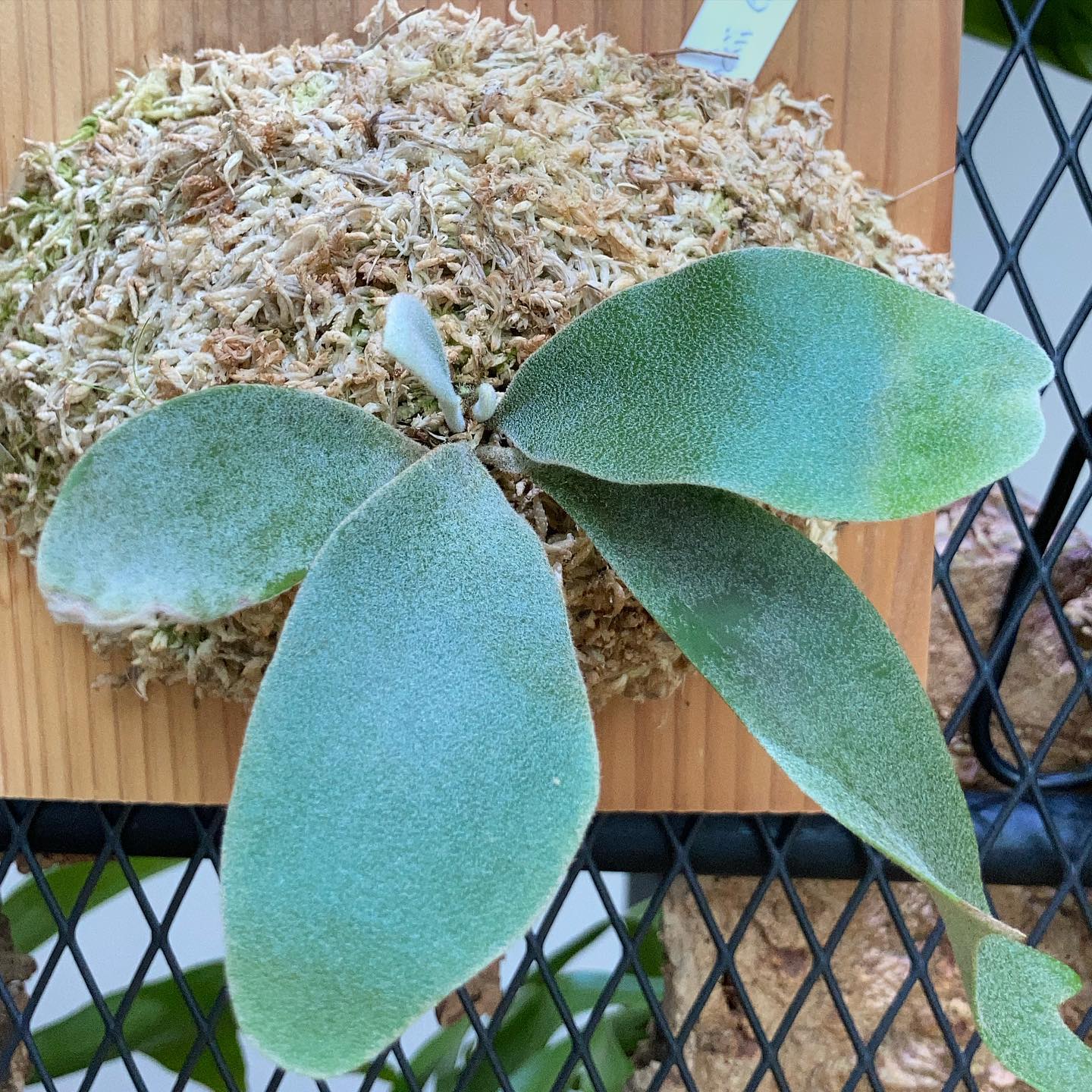 我が家のセルソさん 着々と成長しております。 今で年長さんくらいでしょうか？？ 1枚目 現在 2枚目