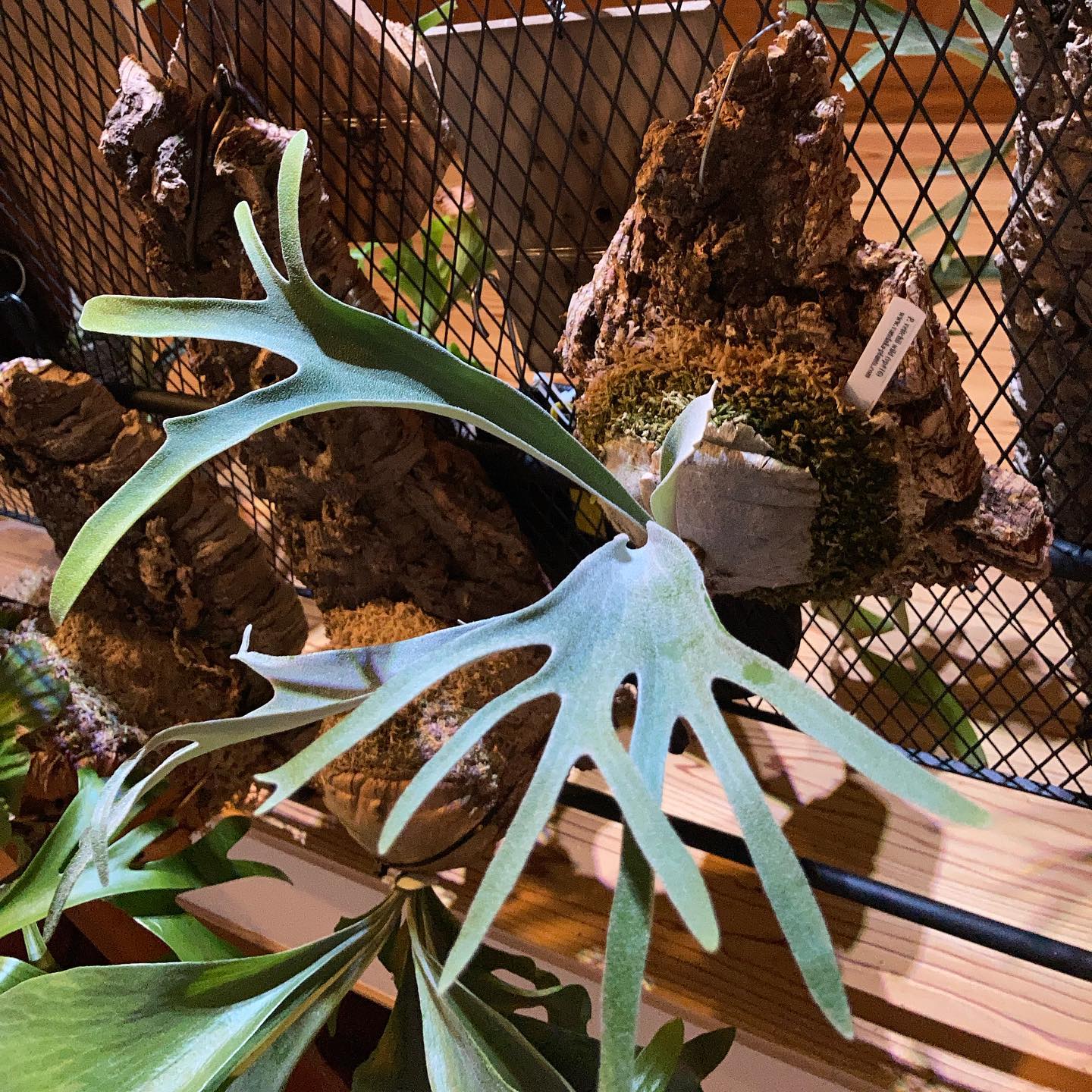 ついに迎えました、ベイチーワイルド！ナンバリングは16です！ARと迷いましたが、なんとなく雰囲気でこ