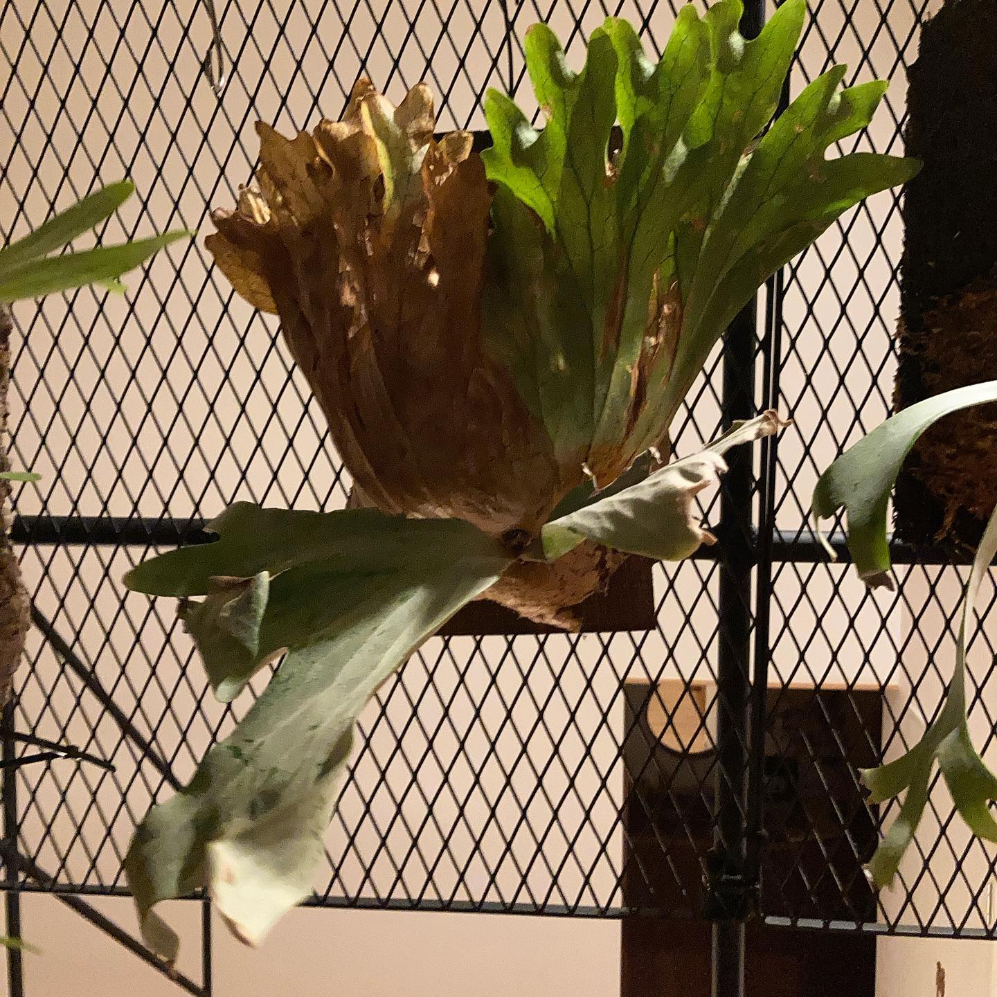 先日観たとあるライブで心奪われてしまったワリチー つい買ってしまったのですが、サイズ感にびびってます