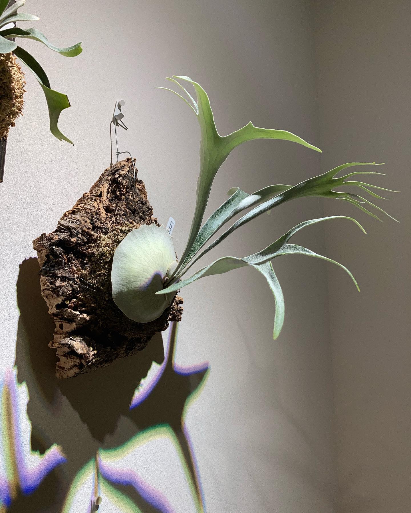 ベイチーワイルドvp これからもどんどんカッコ良くなっていくであろう株です