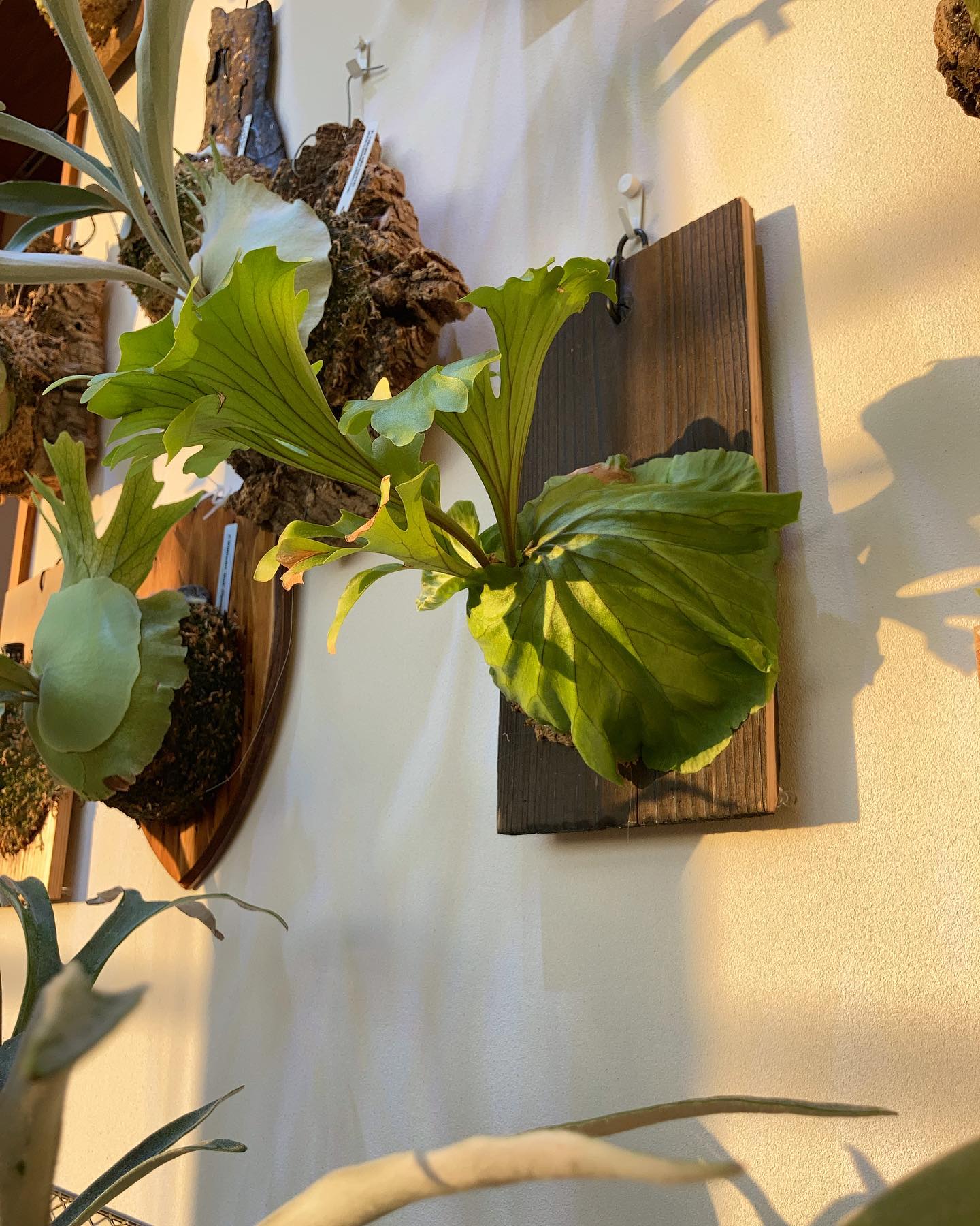 今日はリドレイの日でした！ という事でリドレイモンキーキングです。 まだ小さいですが存在感あります。