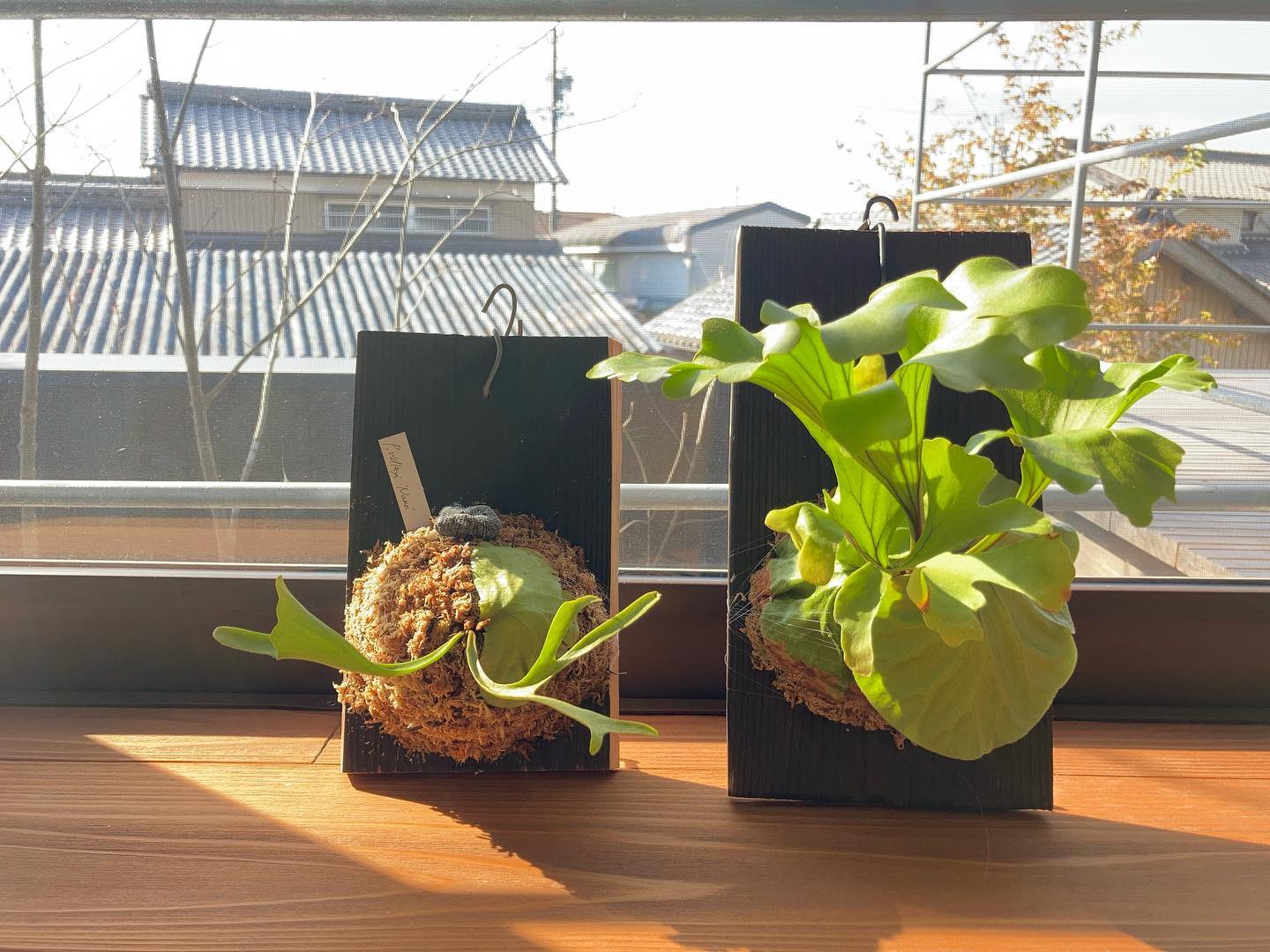 極細葉と極広葉。 どっちが好きですか？