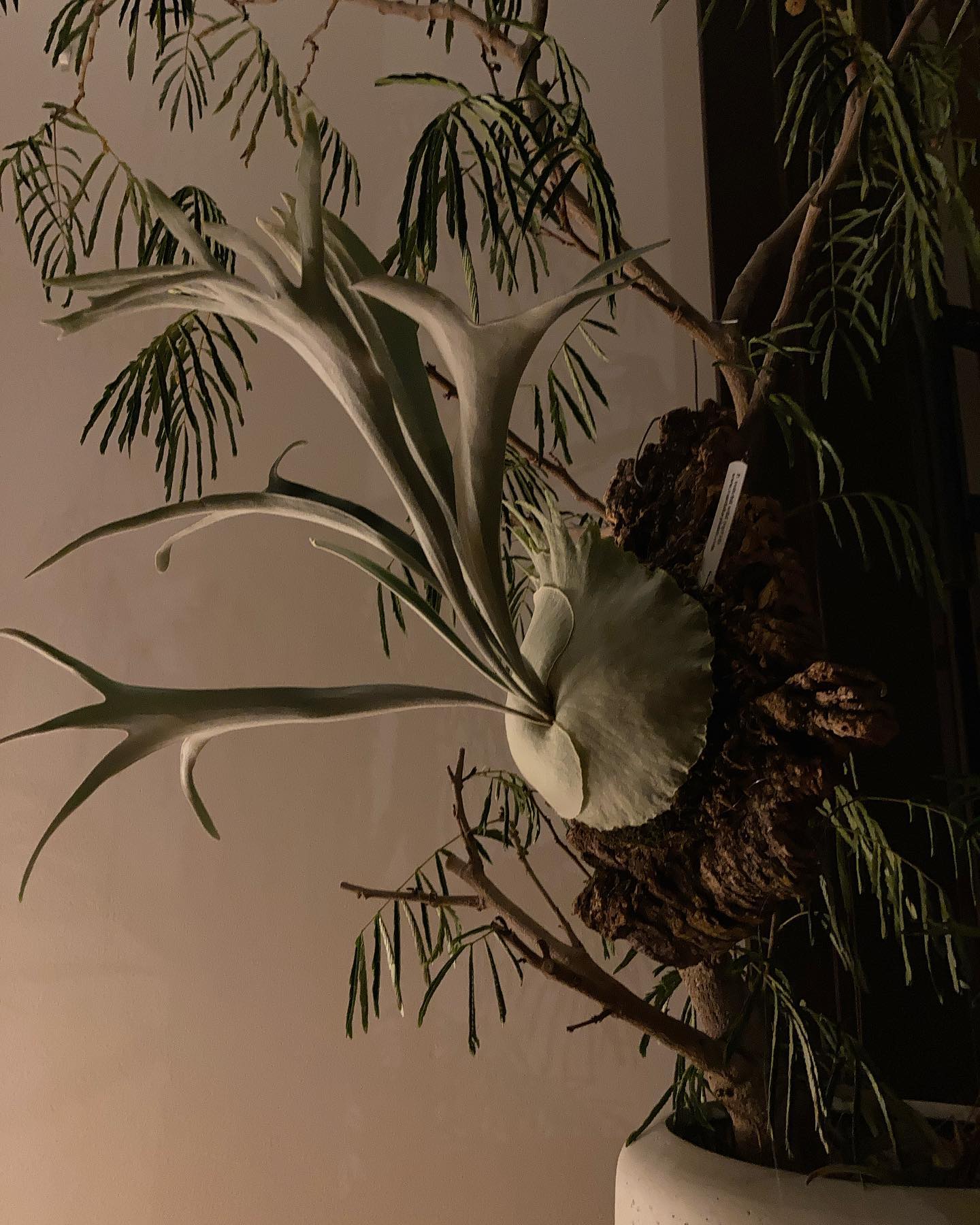 こっちの @vandaka_plants さんからお迎えしたベイチーはイケメンになって来ました