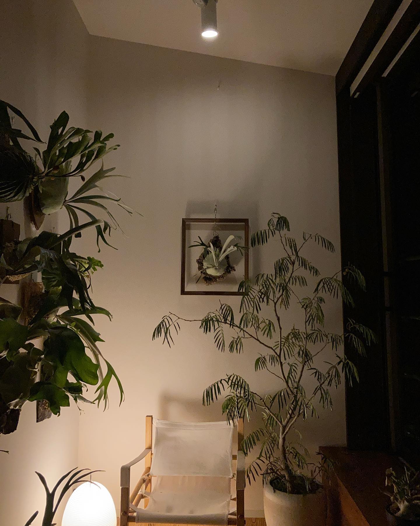 アンティークのフレームが手に入ったので、とりあえずビカクと組み合わせてみました。 なかなか自分好みで