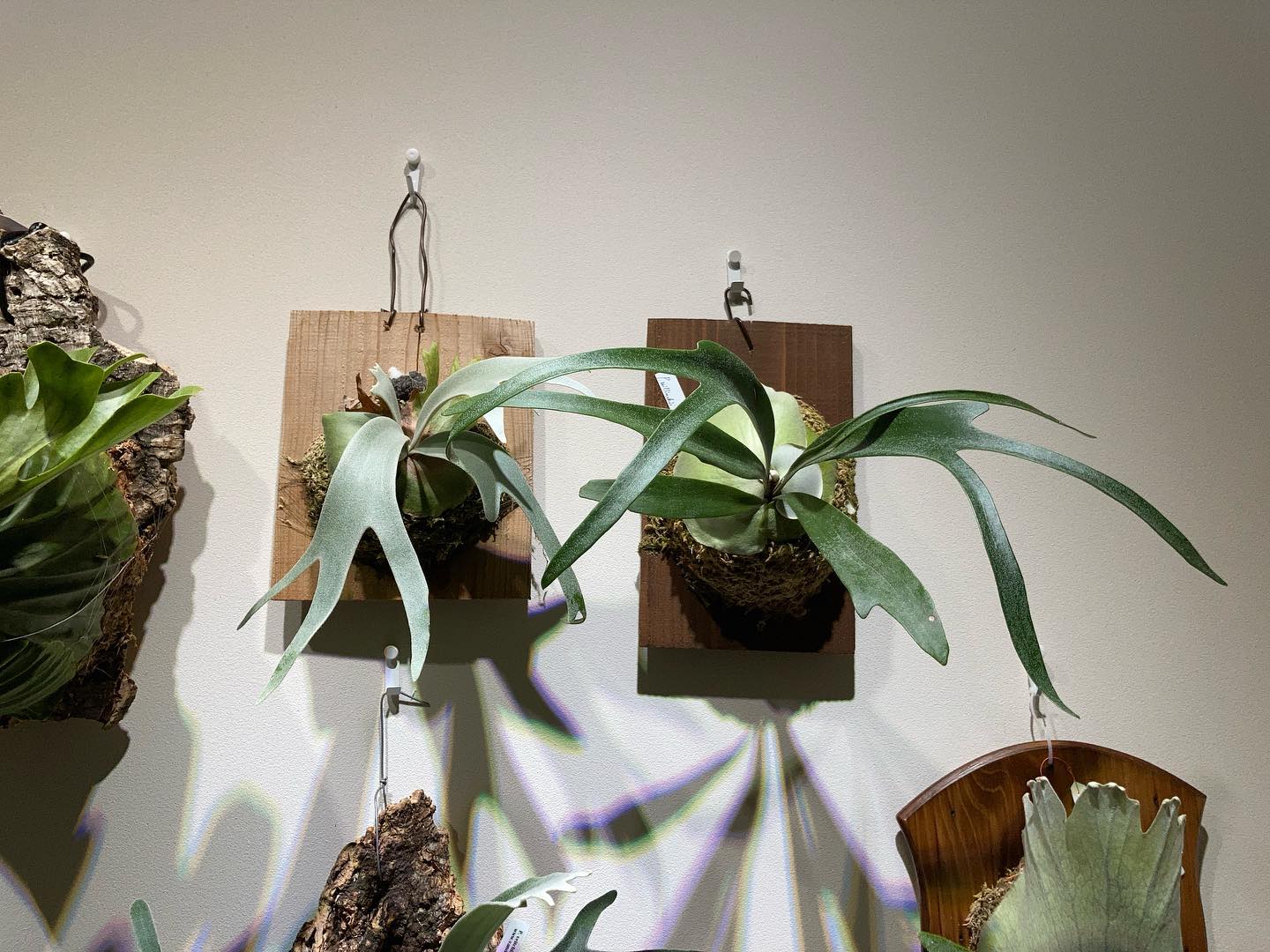 月光とムーンライト 名前似てますが、姿全然違いますねー