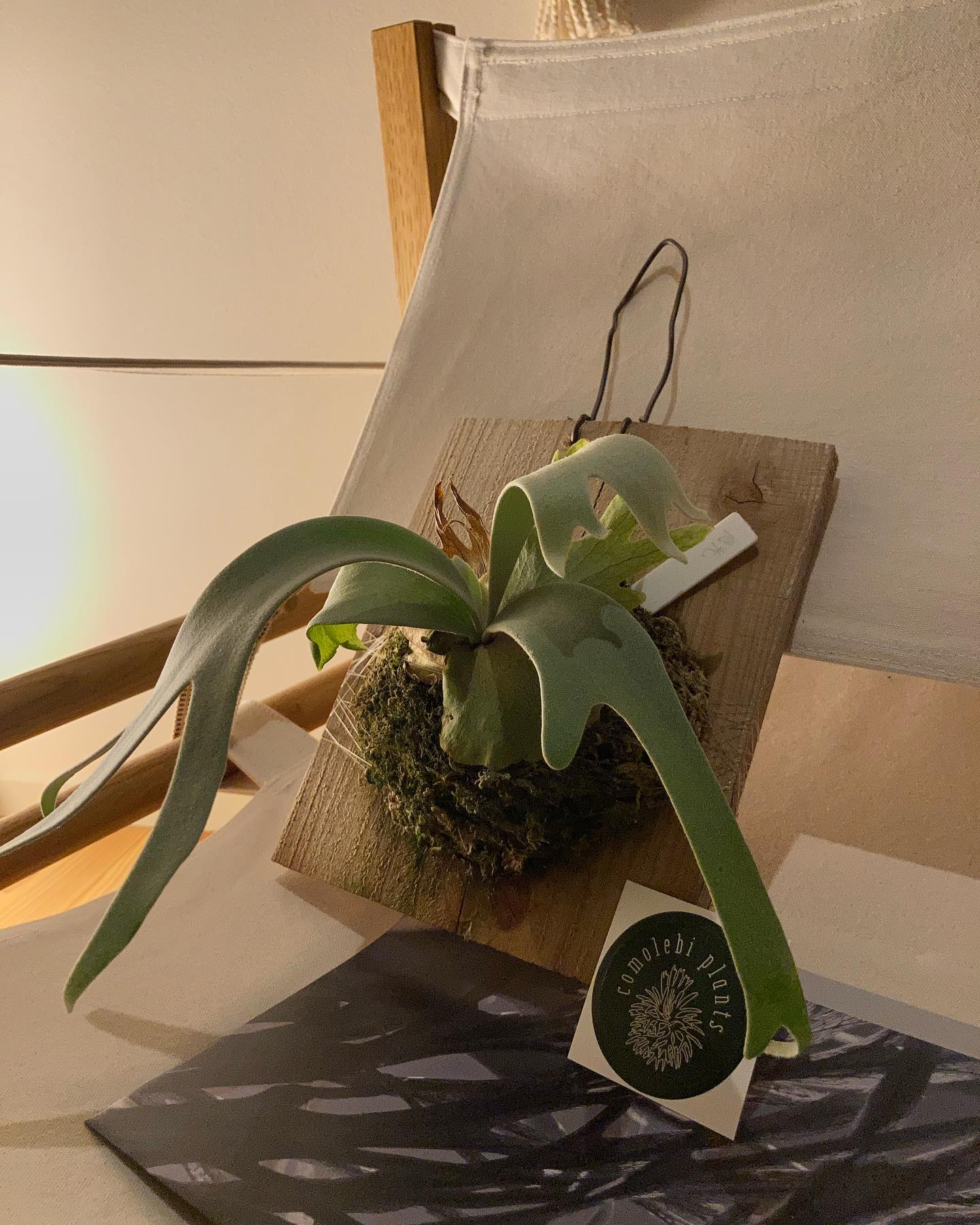 連れて帰ってきてしまった！ しばらくは何も買えません