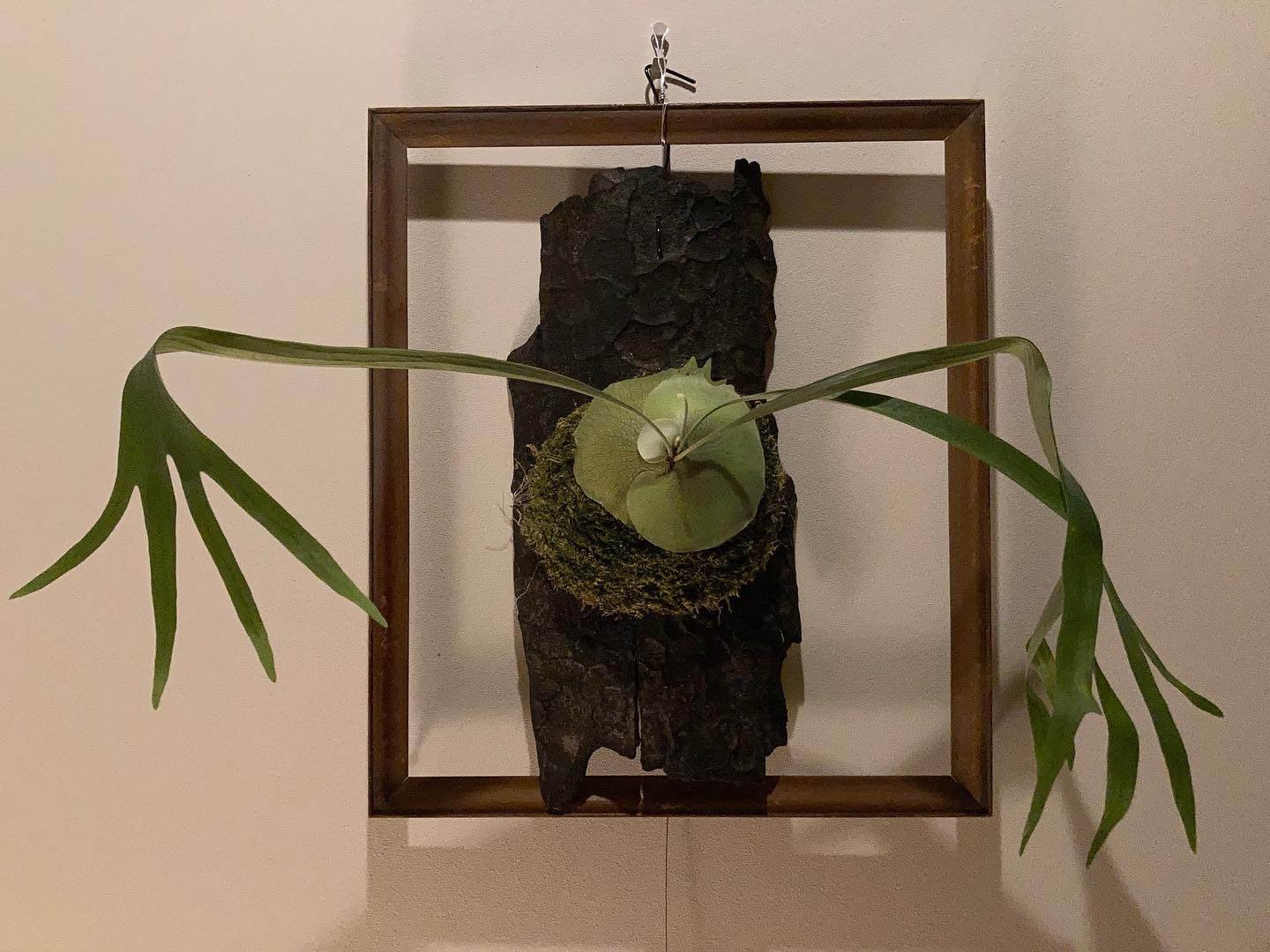 めちゃくちゃカッコよくなる野菜が届いたのでとりあえず飾ります。 @botanyvalley さんあり