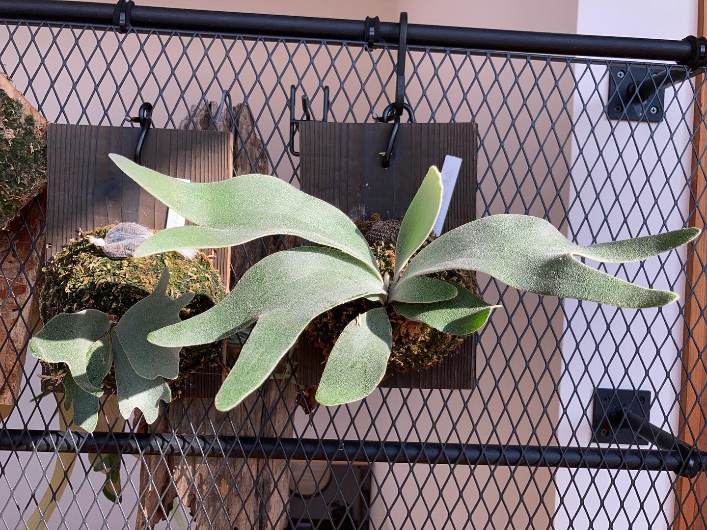 家に来て5ヶ月経過したセルソとスコタツスポア 二枚目がお迎え当初ですが、こんなに成長スピードが違うと