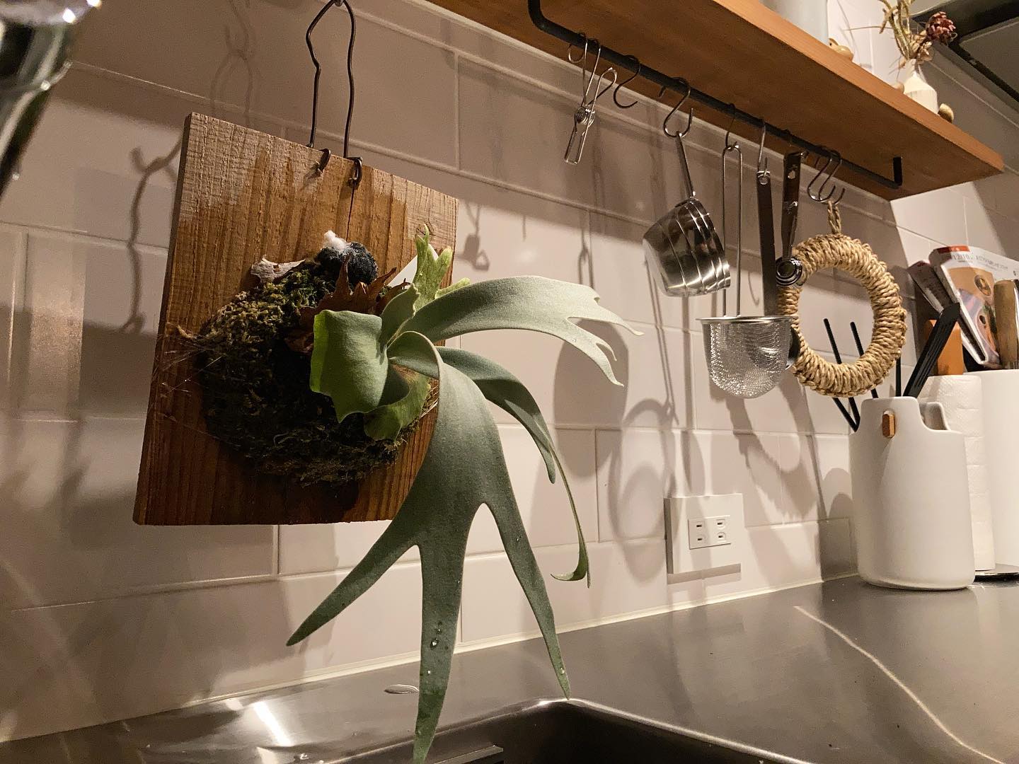 水やりの様子。 成長していく様を噛みしめたいので、こいつはゆっくり大きくなって欲しいですね