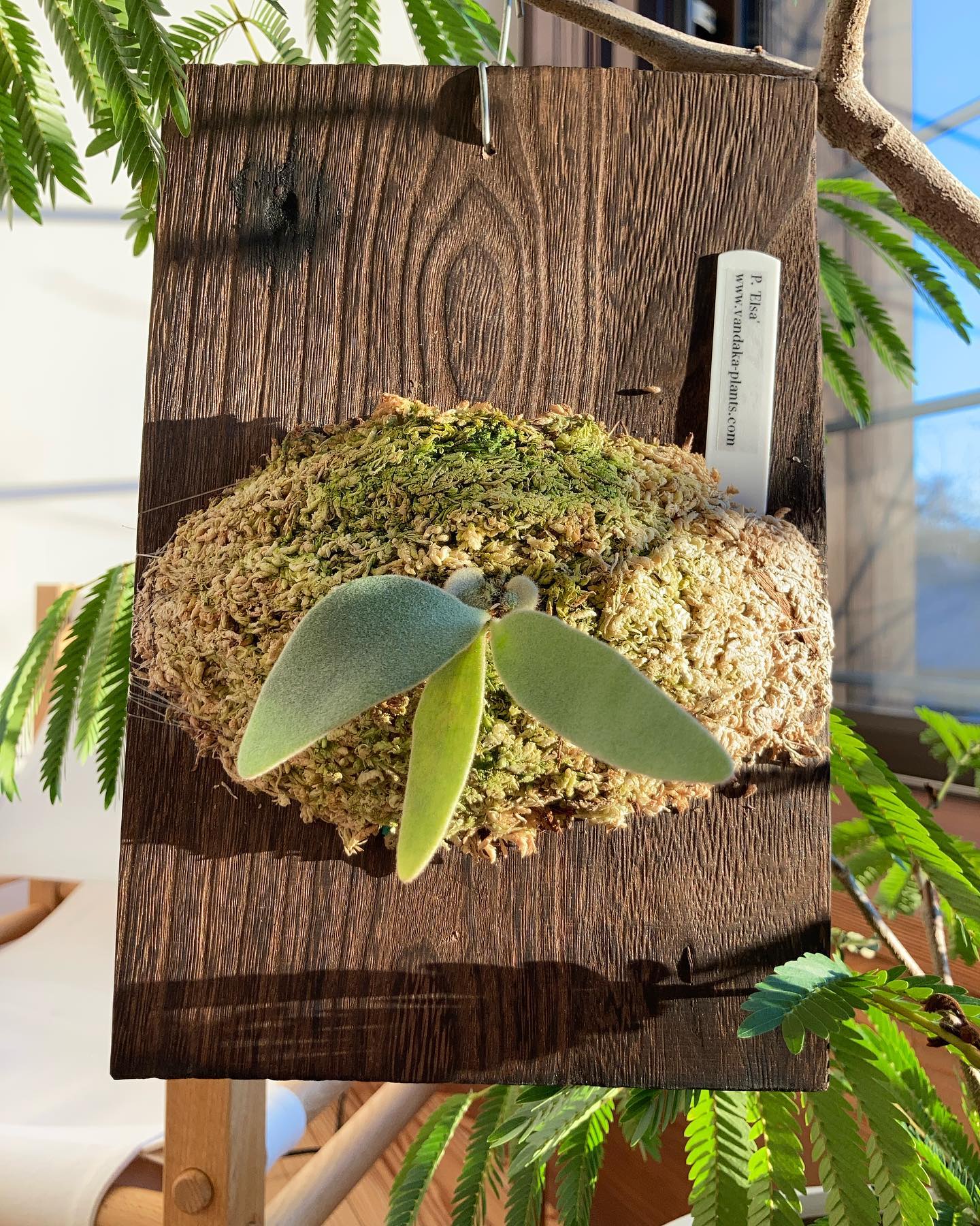 デラロッチャを当てるつもりで行ったら、以前からとても気になっていた株が 生まれて初めて"ask"の品