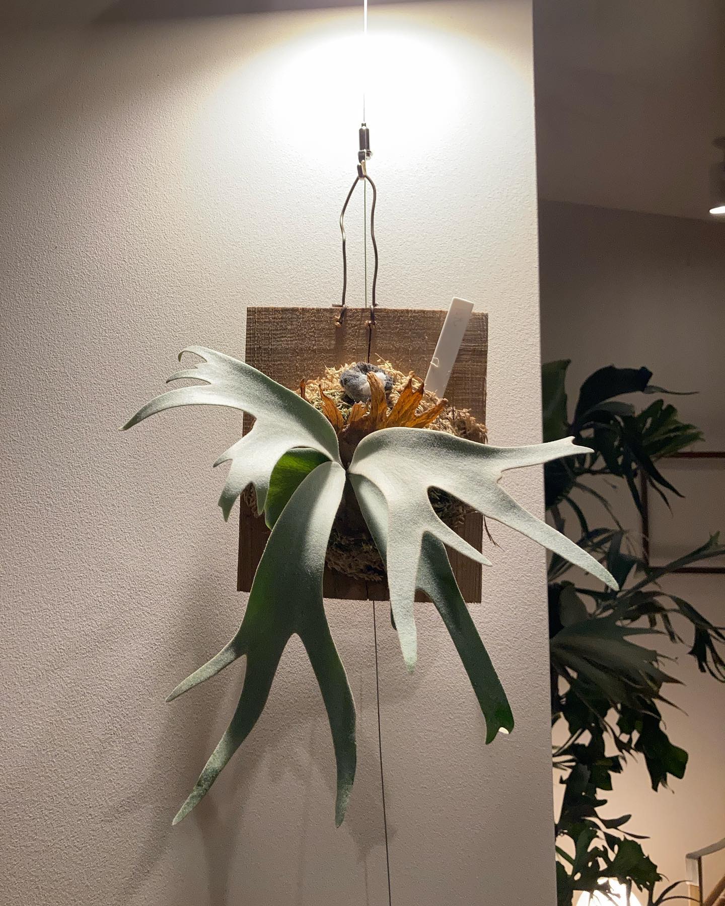 月光爪哇 2022年1月