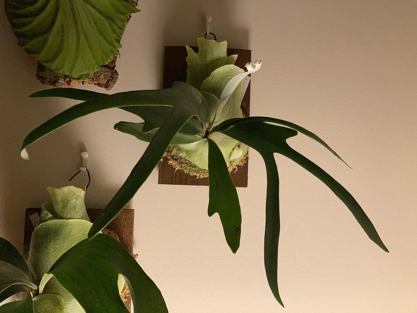 ん、なんかそれっぽい葉を出してきた？