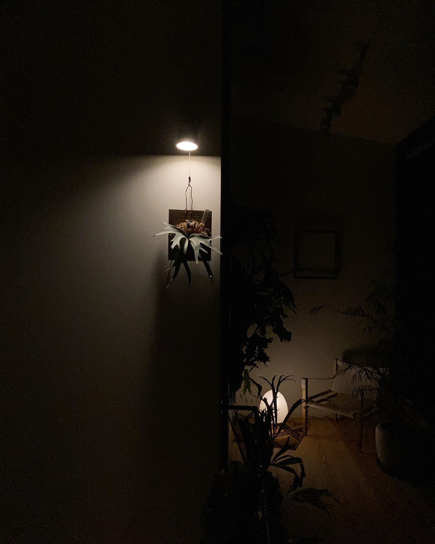 月光さん まだ小さいですが存在感がなかなか 成長したらどうなるんでしょう