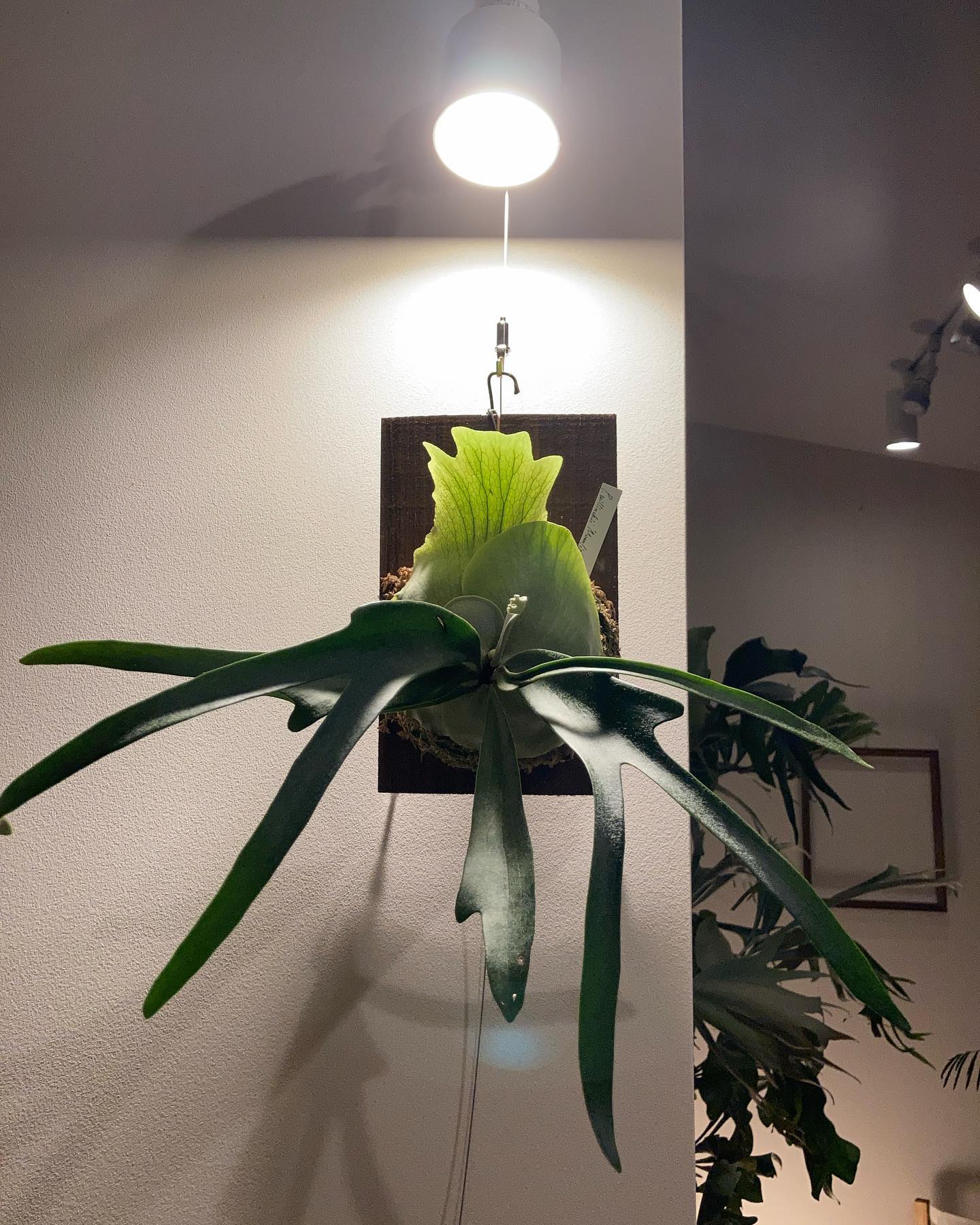 これはmoonlight @katsu_hibino さんからお迎えしました 月光爪哇とは別種のよう