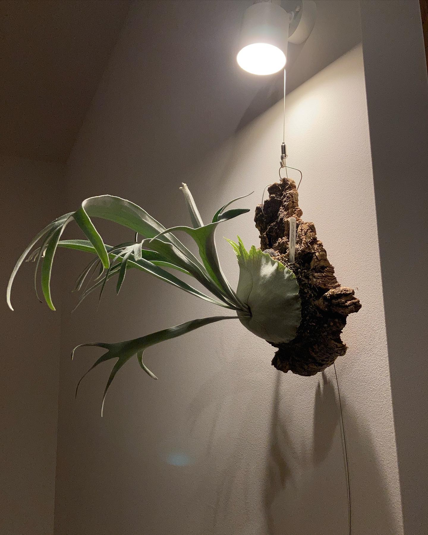 こっちは以前 @vandaka_plants さんからお迎えしたベイチーワイルドのvp。 胞子葉がニ