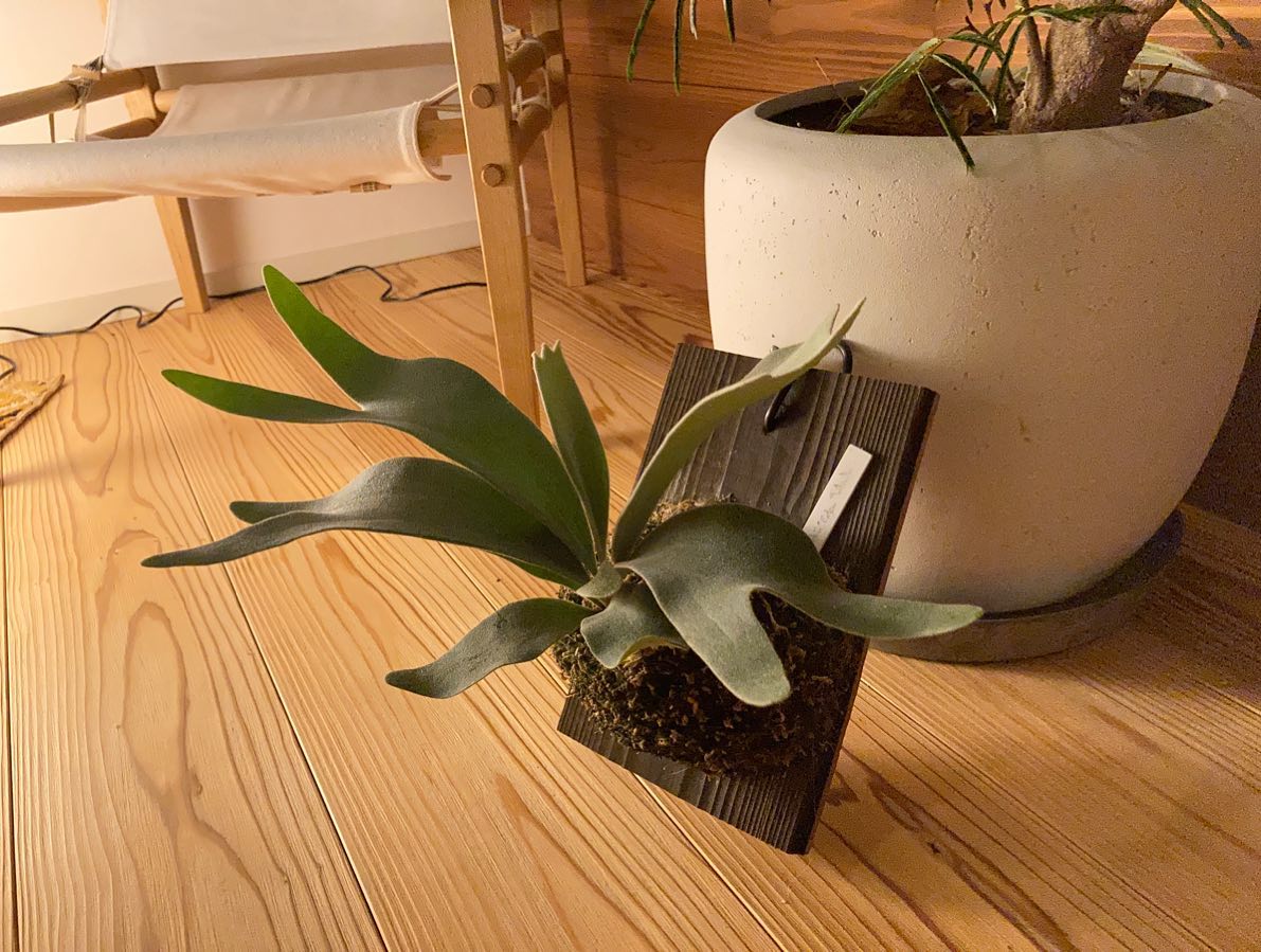 うちのセルソ 胞子葉がうねってきて、フェイスハガー感出てきましたね