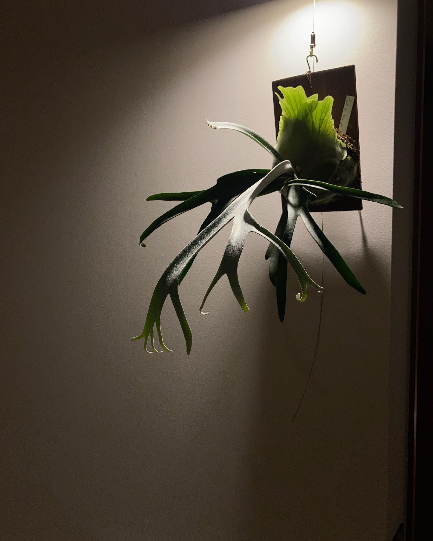 タイの方のmoonlightですが、うちのビカクの中でダントツに胞子葉が細い、、 台湾の方も楽しみで