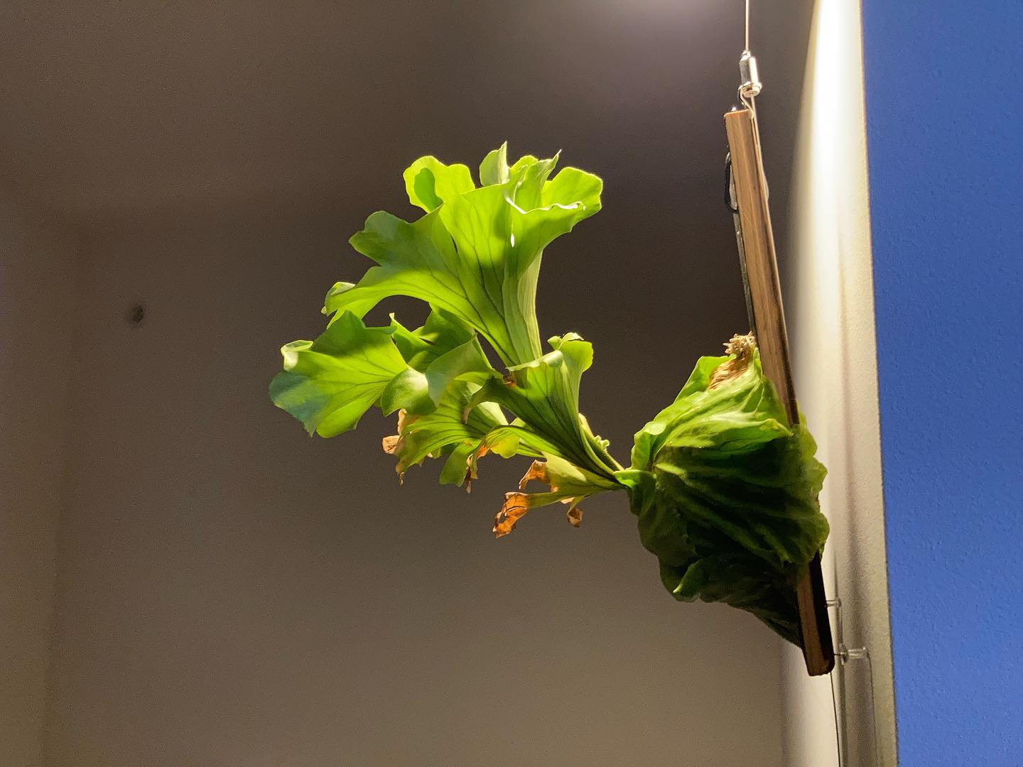 0がつく日ということなので、リドレイの変わり種 モンキーキングです。 リドレイ感あんまりないですね笑